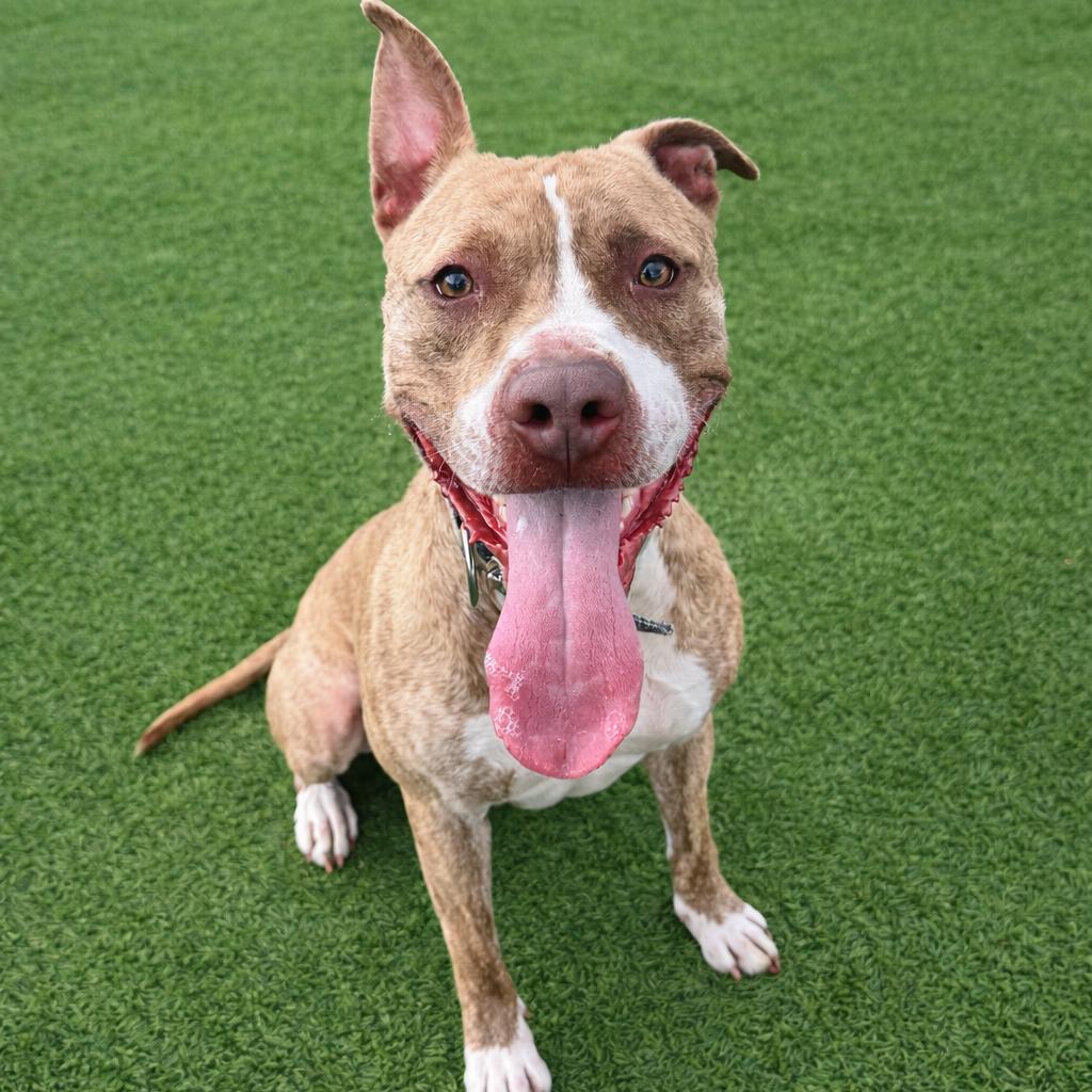 Enlarge Benny, a Adoptable mixed breed in Binghamton, NY image 6/6