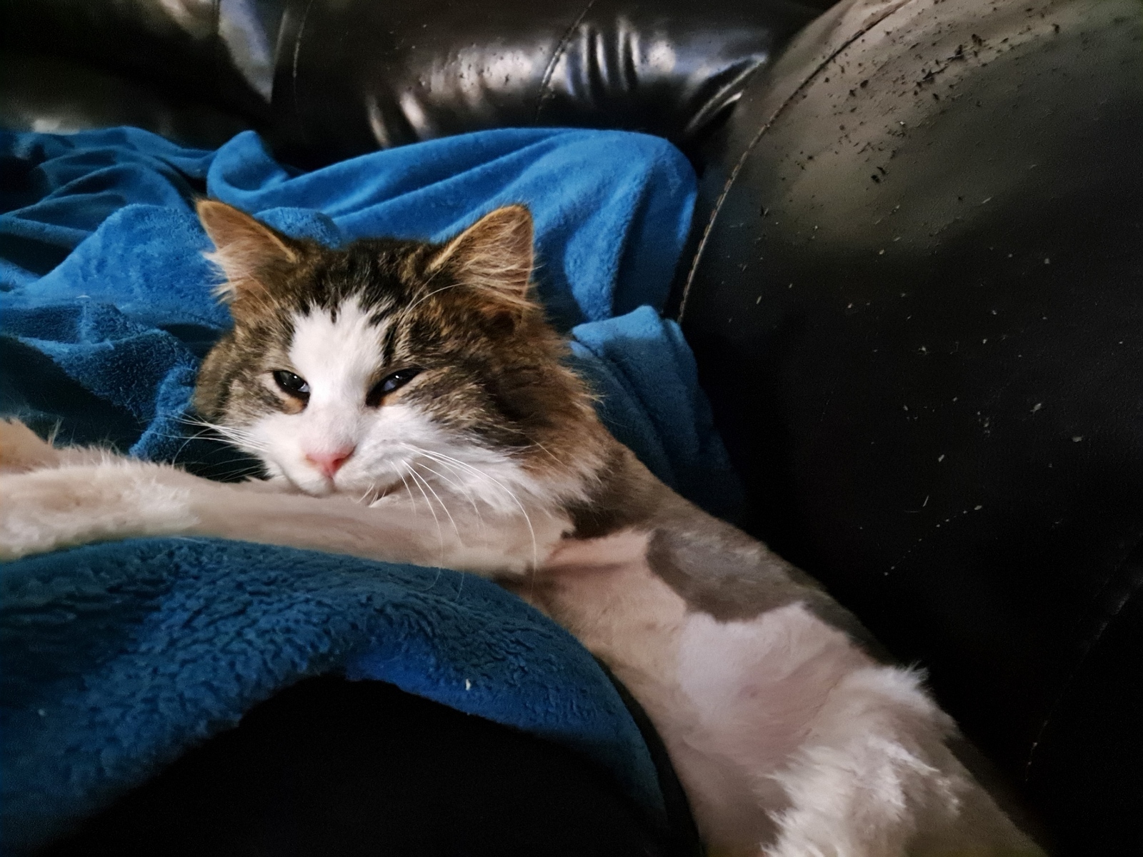 Enlarge Timothy, a Adopted Domestic Long Hair in Allison Park, PA image 1/1