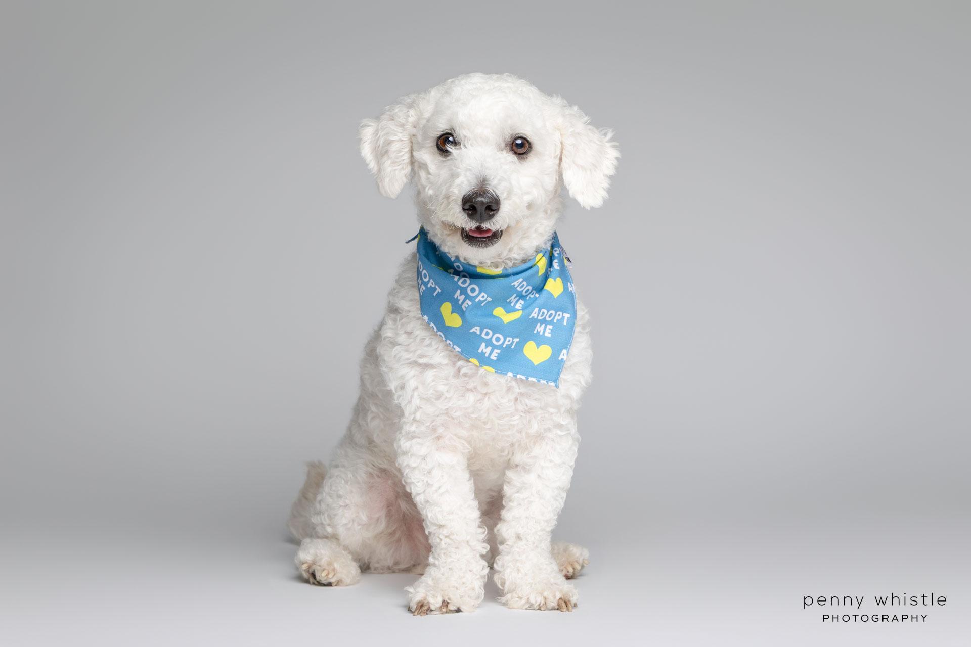 Wags, a Adoptable mixed breed in Coppell, TX image 2/4
