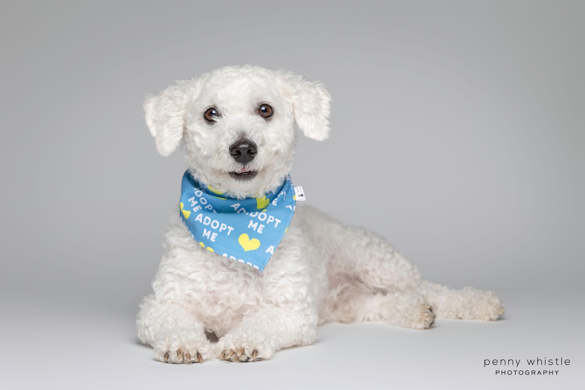 Wags, a Adoptable mixed breed in Coppell, TX image 4/4