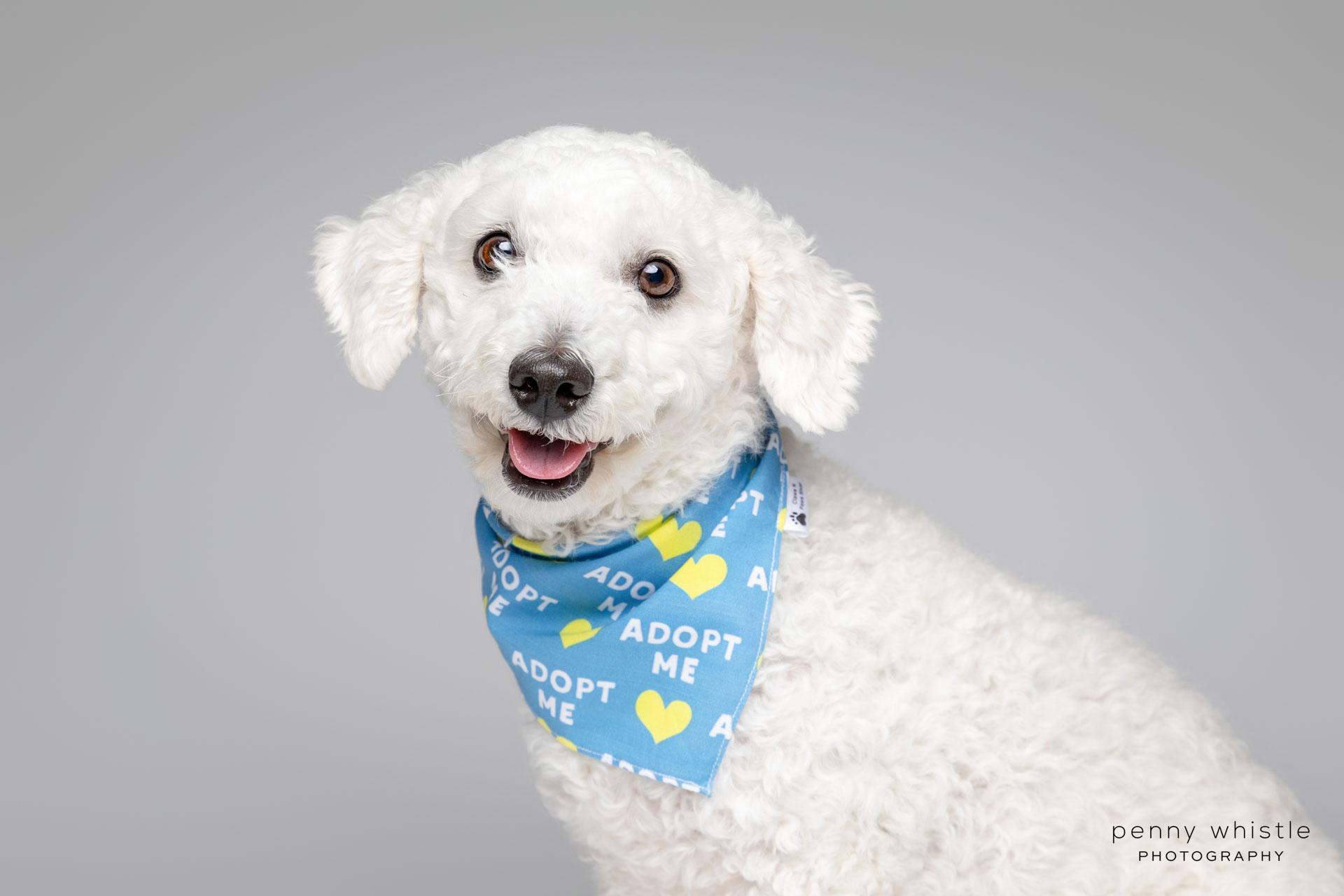 Wags, a Adoptable mixed breed in Coppell, TX image 1/4
