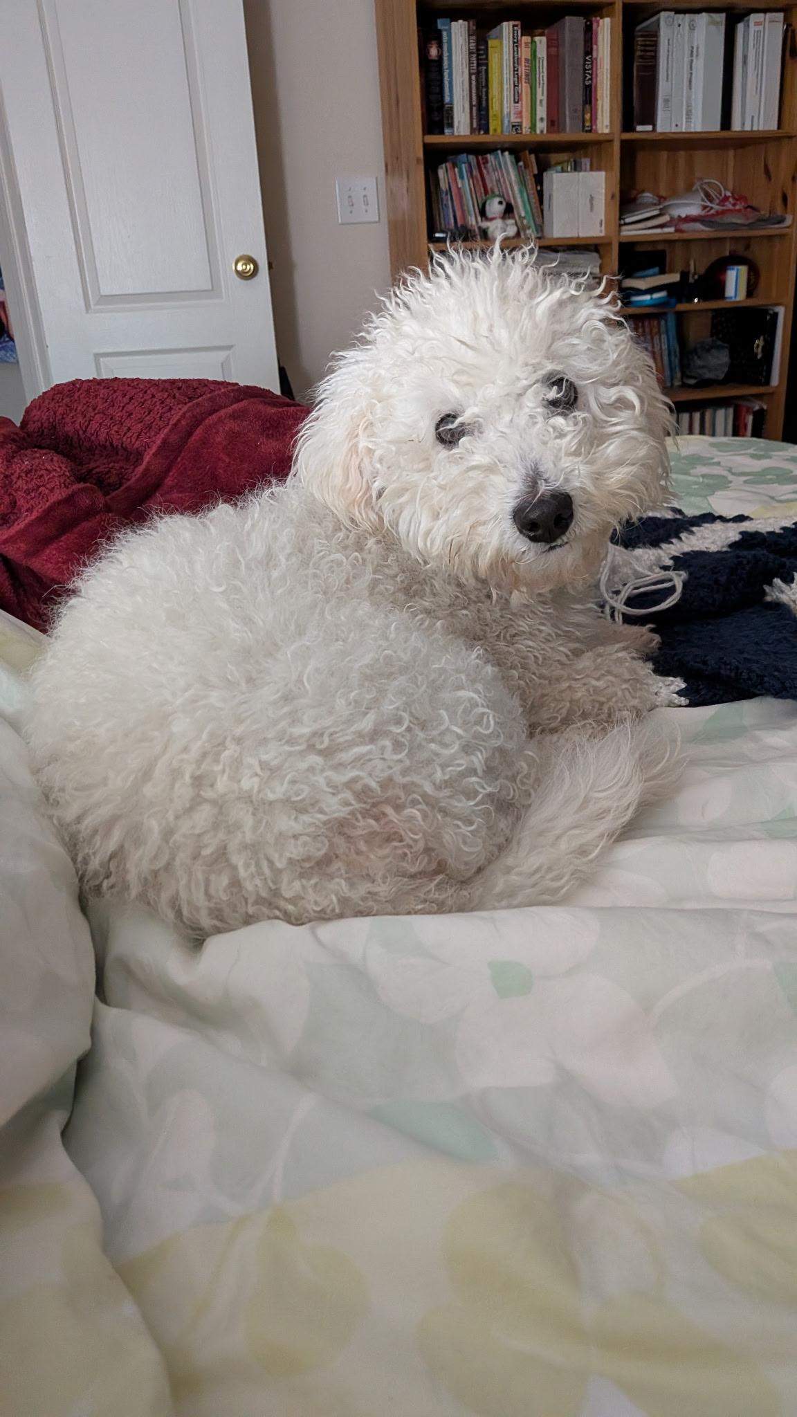 Wags, Adoptable, Adult Male Bichon Frise & Poodle.