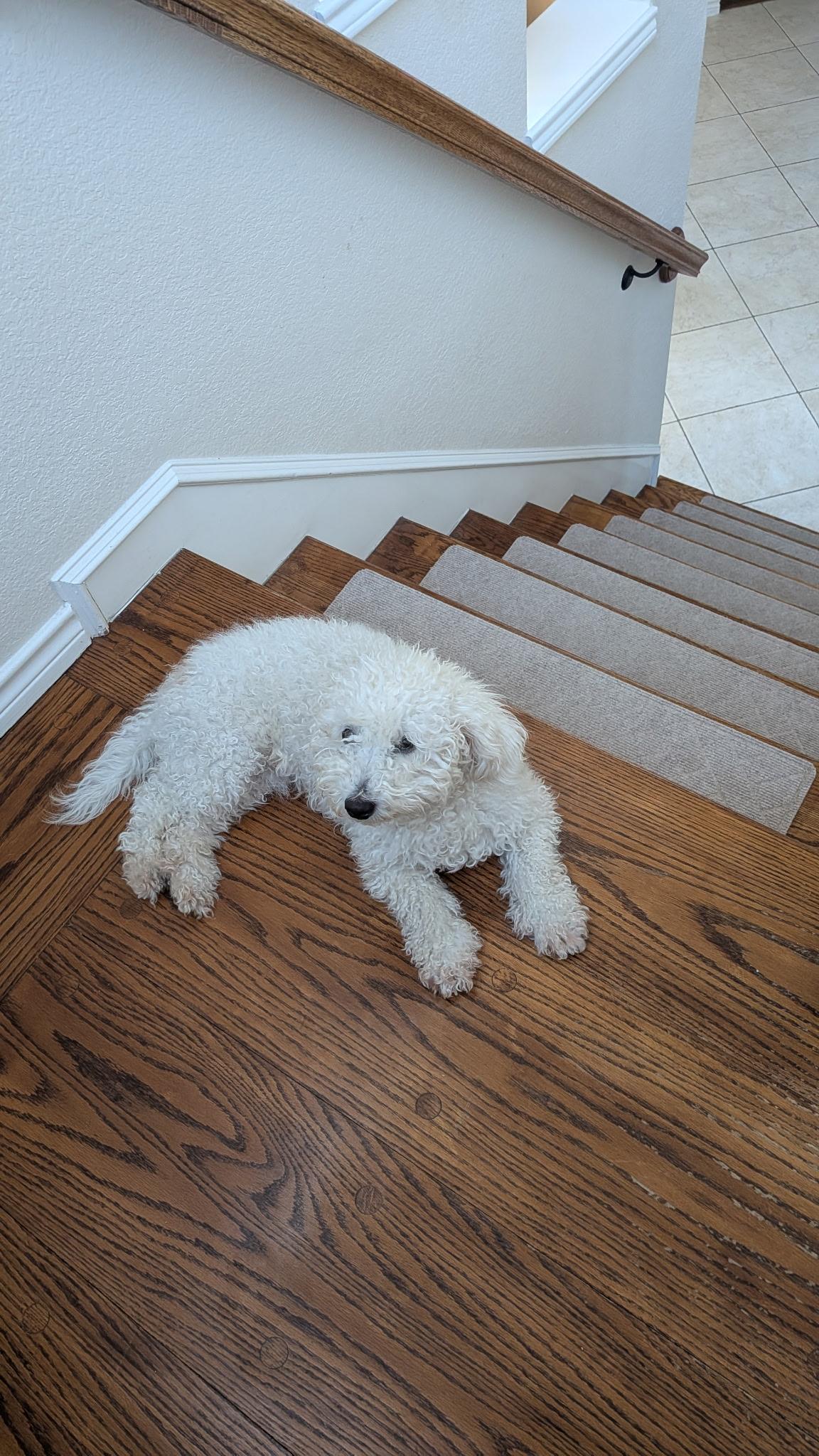 Enlarge Wags, a Adoptable mixed breed in Coppell, TX image 3/3