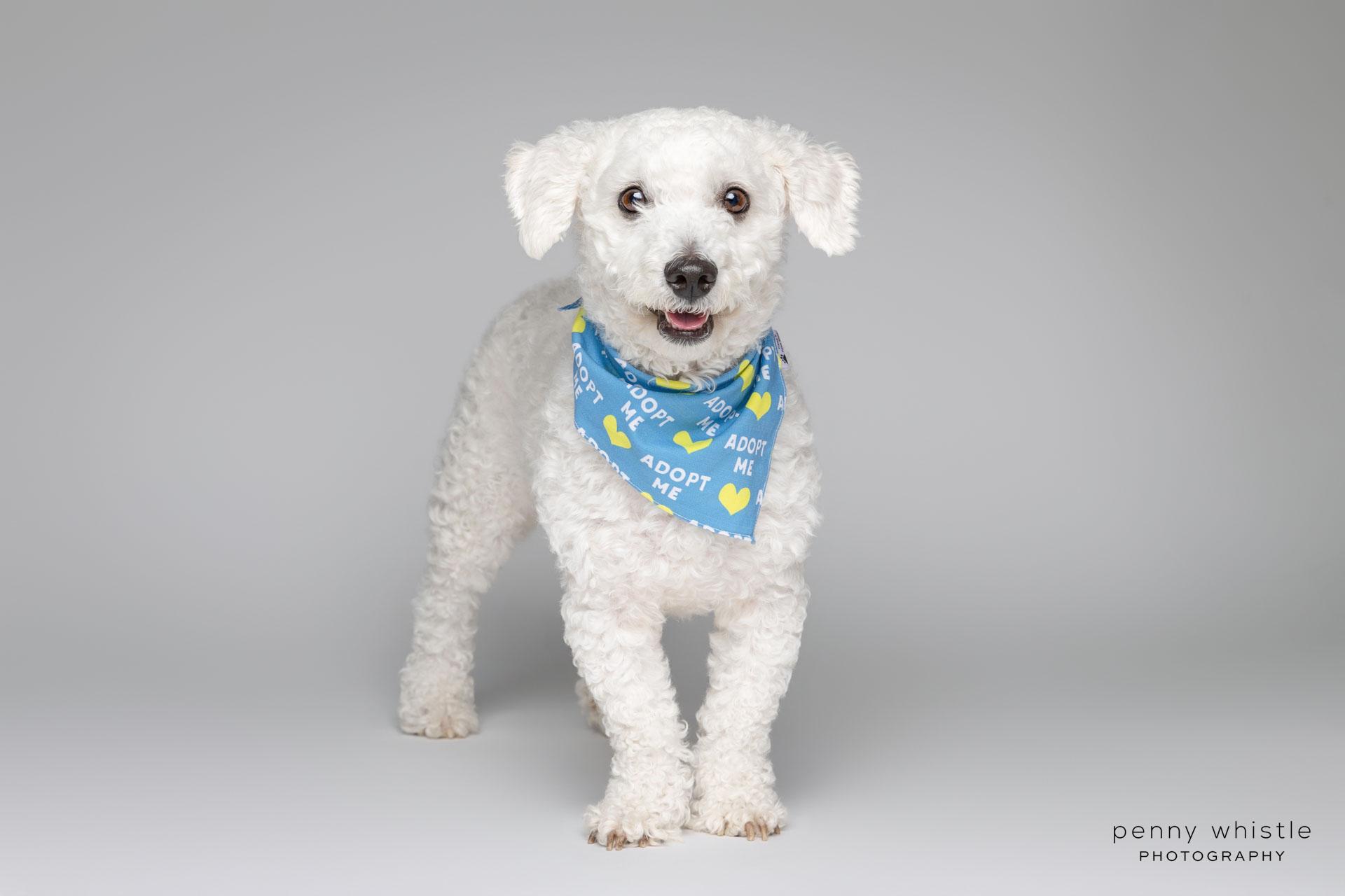 Wags, a Adoptable mixed breed in Coppell, TX image 3/4