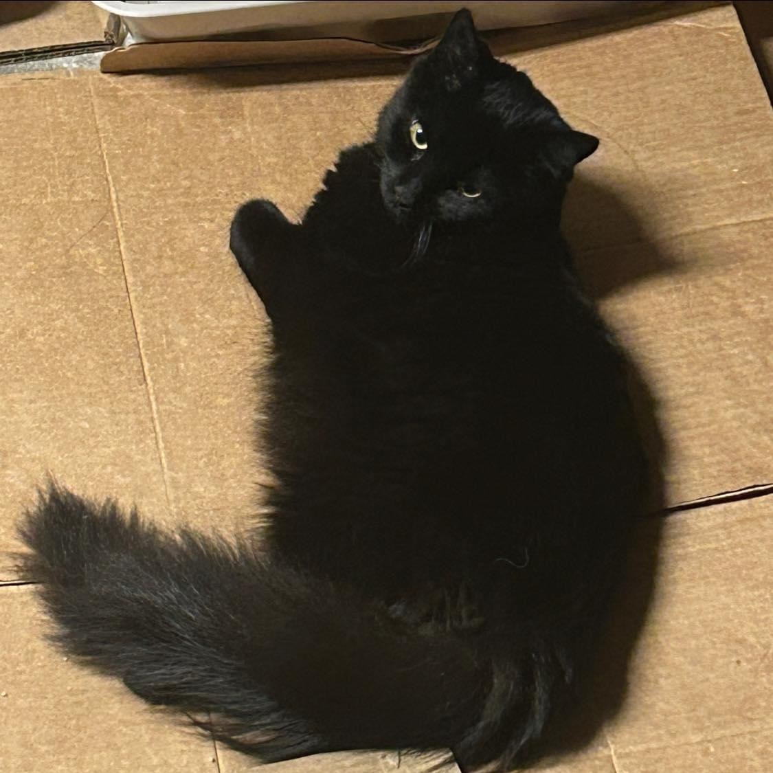 Cat for adoption Sullivan, a Domestic Long Hair & Maine Coon Mix in