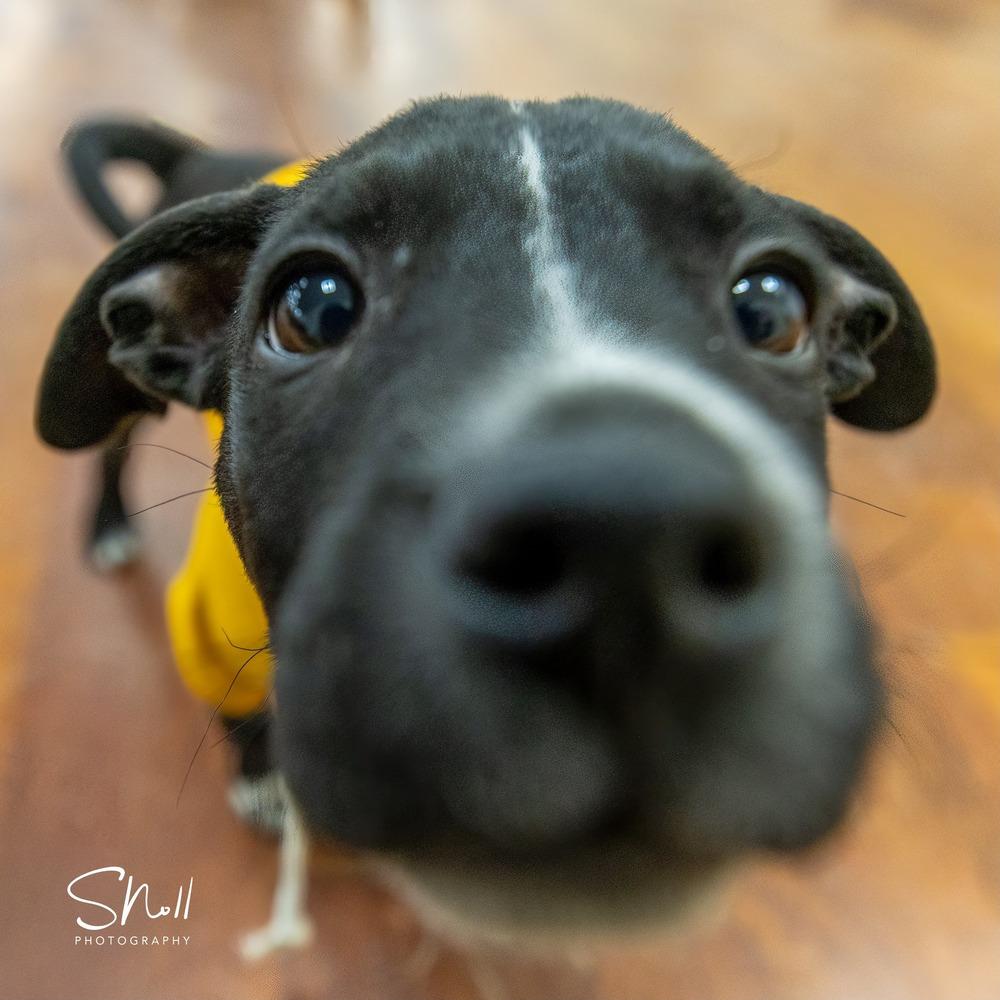 Whisker Bay, a Adoptable mixed breed in Waunakee, WI image 2/6