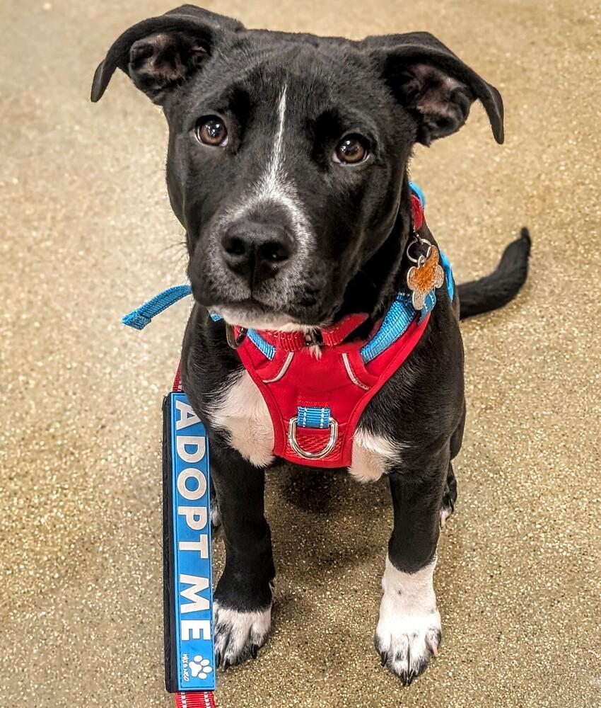 Enlarge Whisker Bay, a Adoptable mixed breed in Waunakee, WI image 3/6