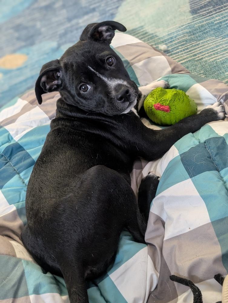 Enlarge Whisker Bay, a Adoptable mixed breed in Waunakee, WI image 5/6