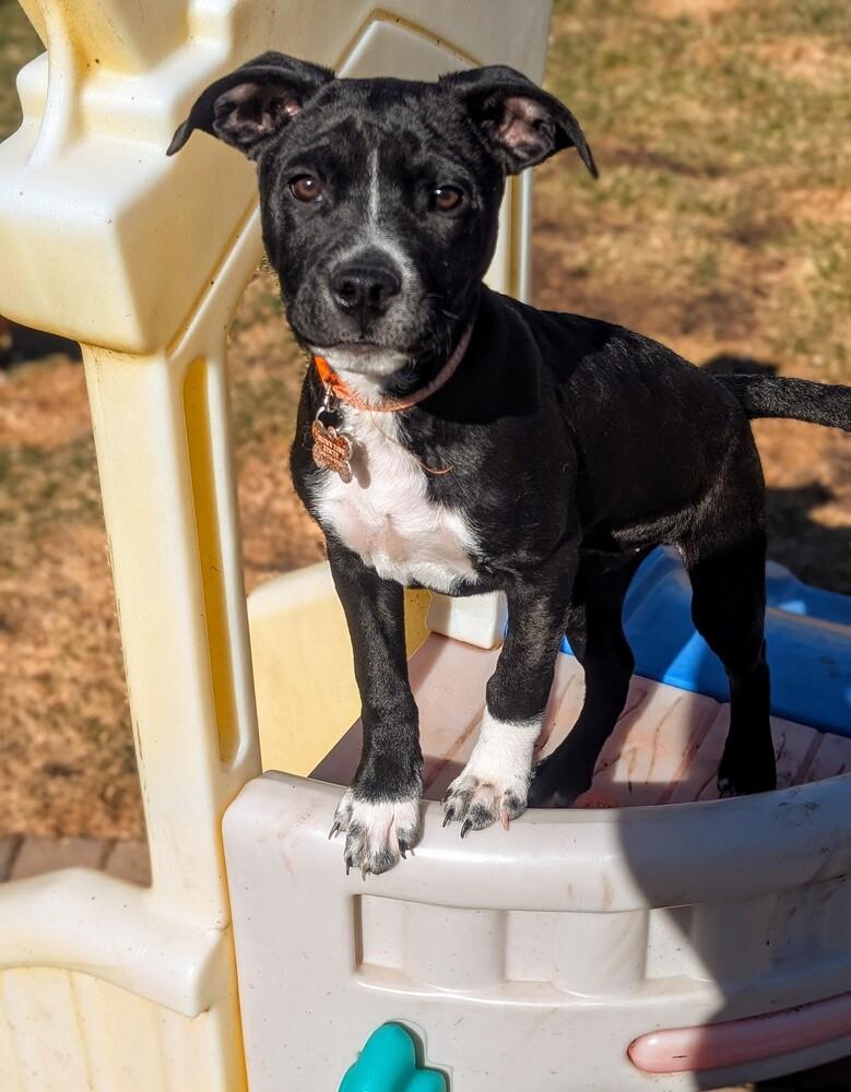 Enlarge Whisker Bay, a Adoptable mixed breed in Waunakee, WI image 6/6