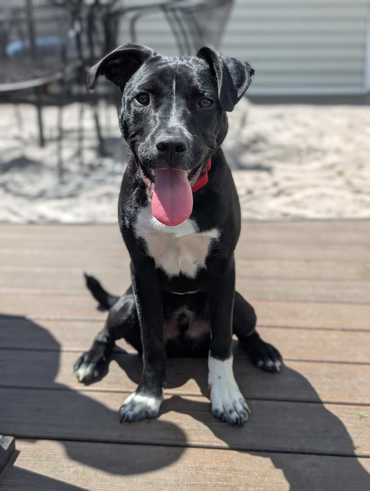 Enlarge Whisker Bay, a Adoptable mixed breed in Waunakee, WI image 6/6