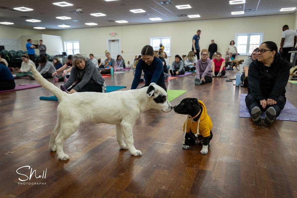 Whisker Bay, a Adoptable mixed breed in Waunakee, WI image 5/6