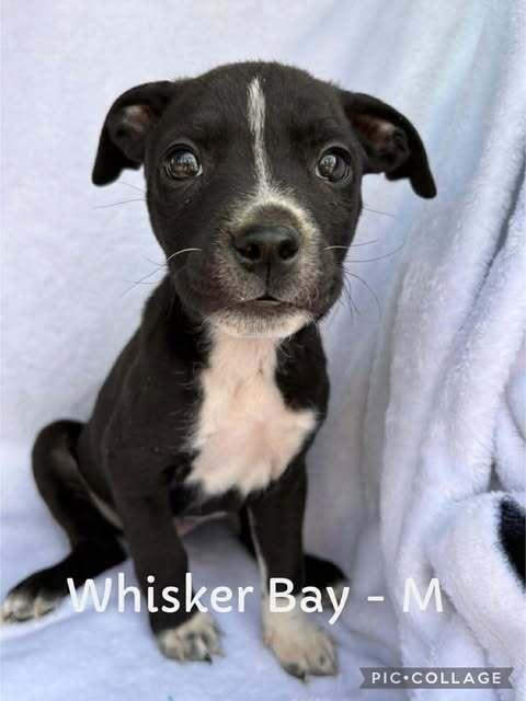 Whisker Bay, a Adoptable mixed breed in Waunakee, WI image 6/6
