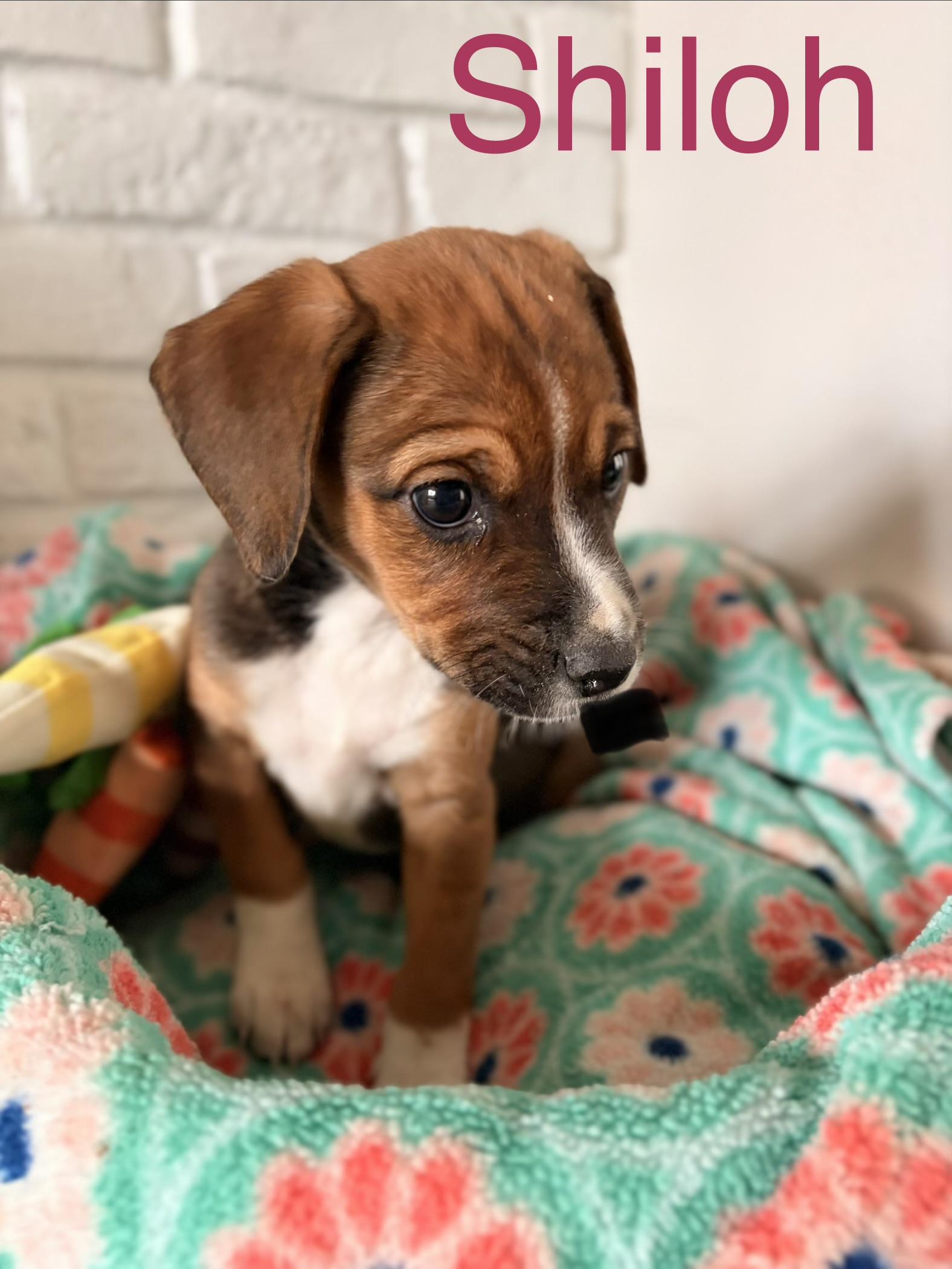 Enlarge Shiloh, a ADOPTABLE mixed breed in Byron, IL image 2/6