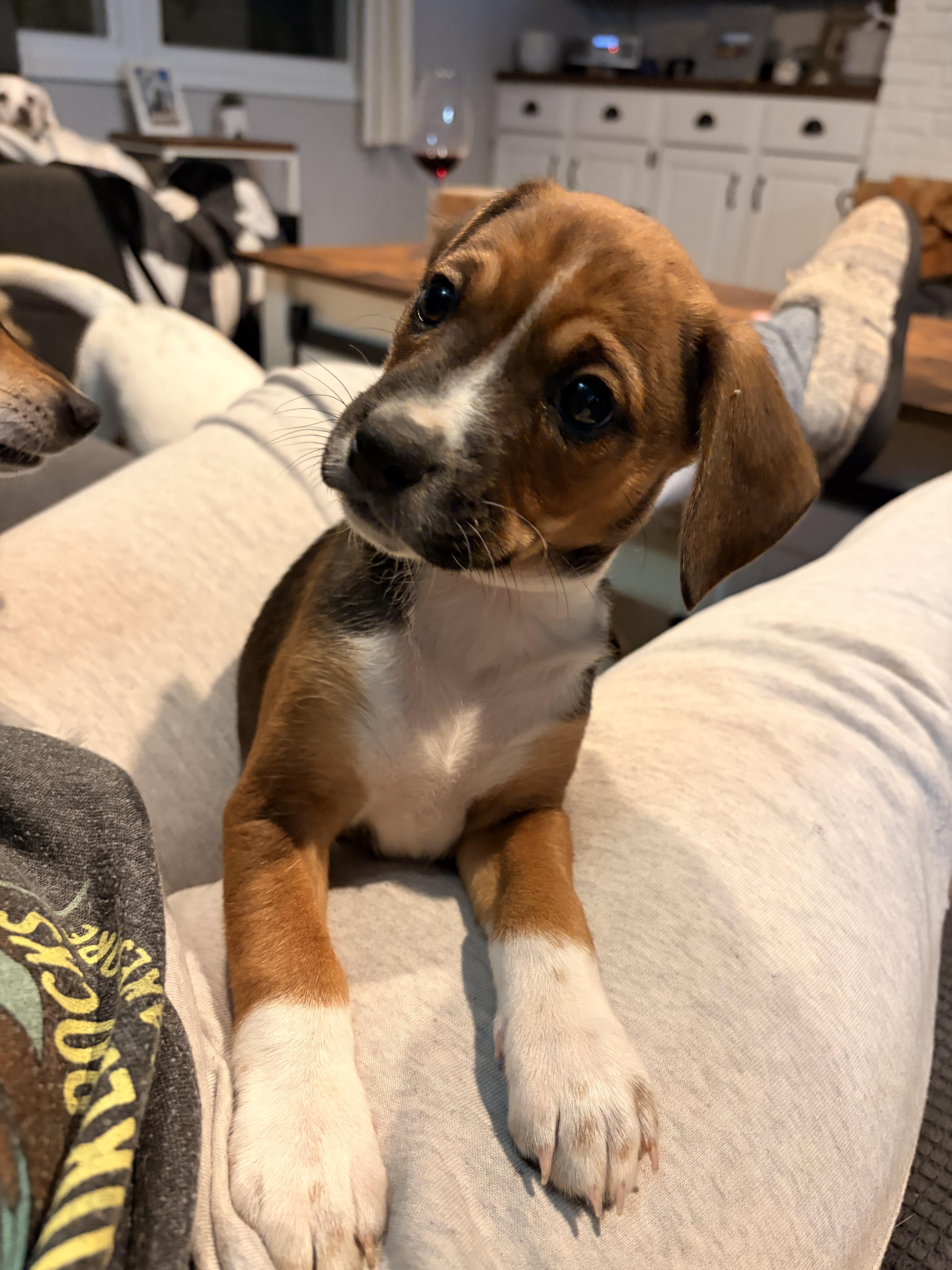 Enlarge Shiloh, a ADOPTABLE mixed breed in Byron, IL image 6/6