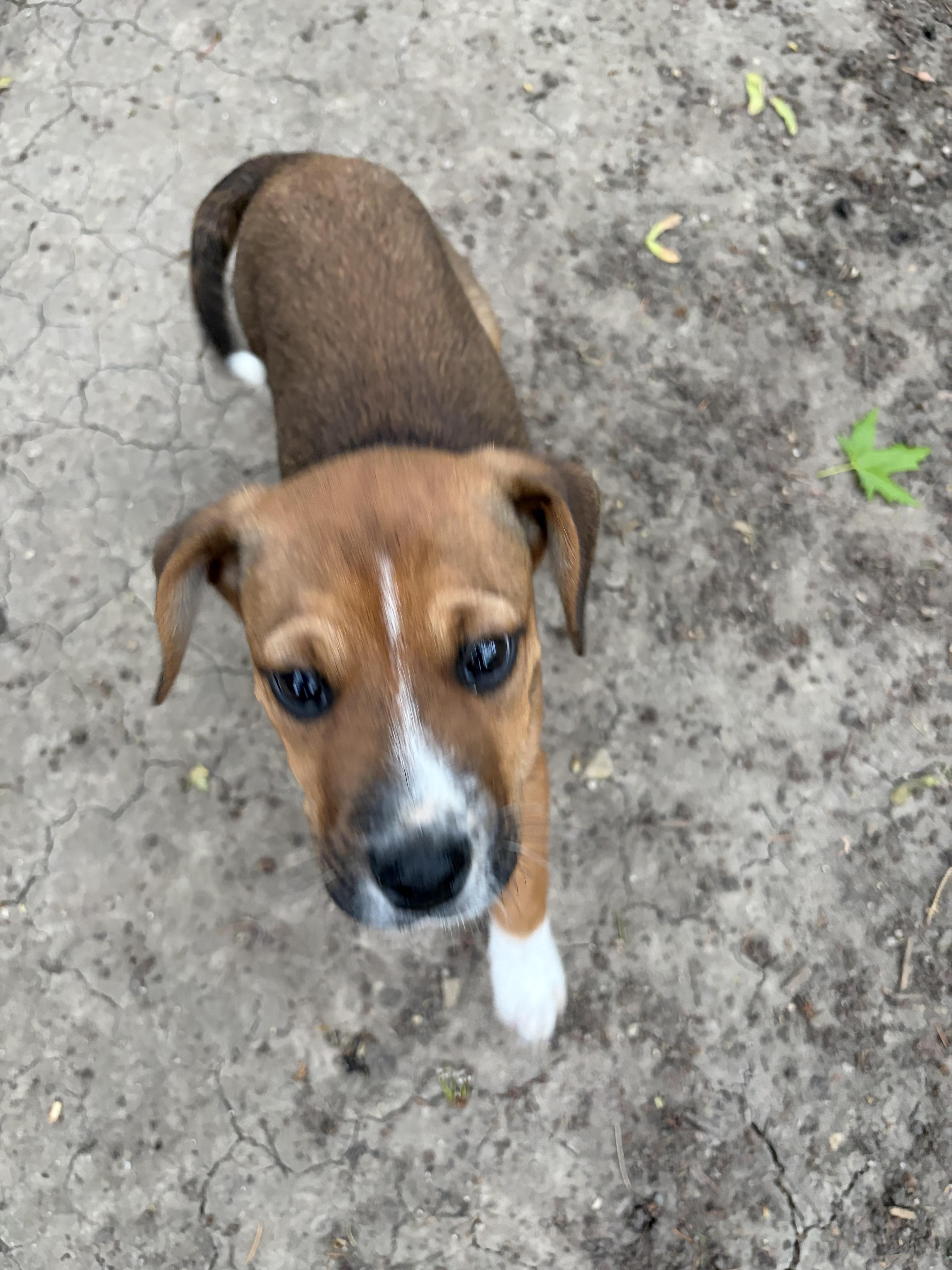 Enlarge Shiloh, a ADOPTABLE mixed breed in Byron, IL image 3/6