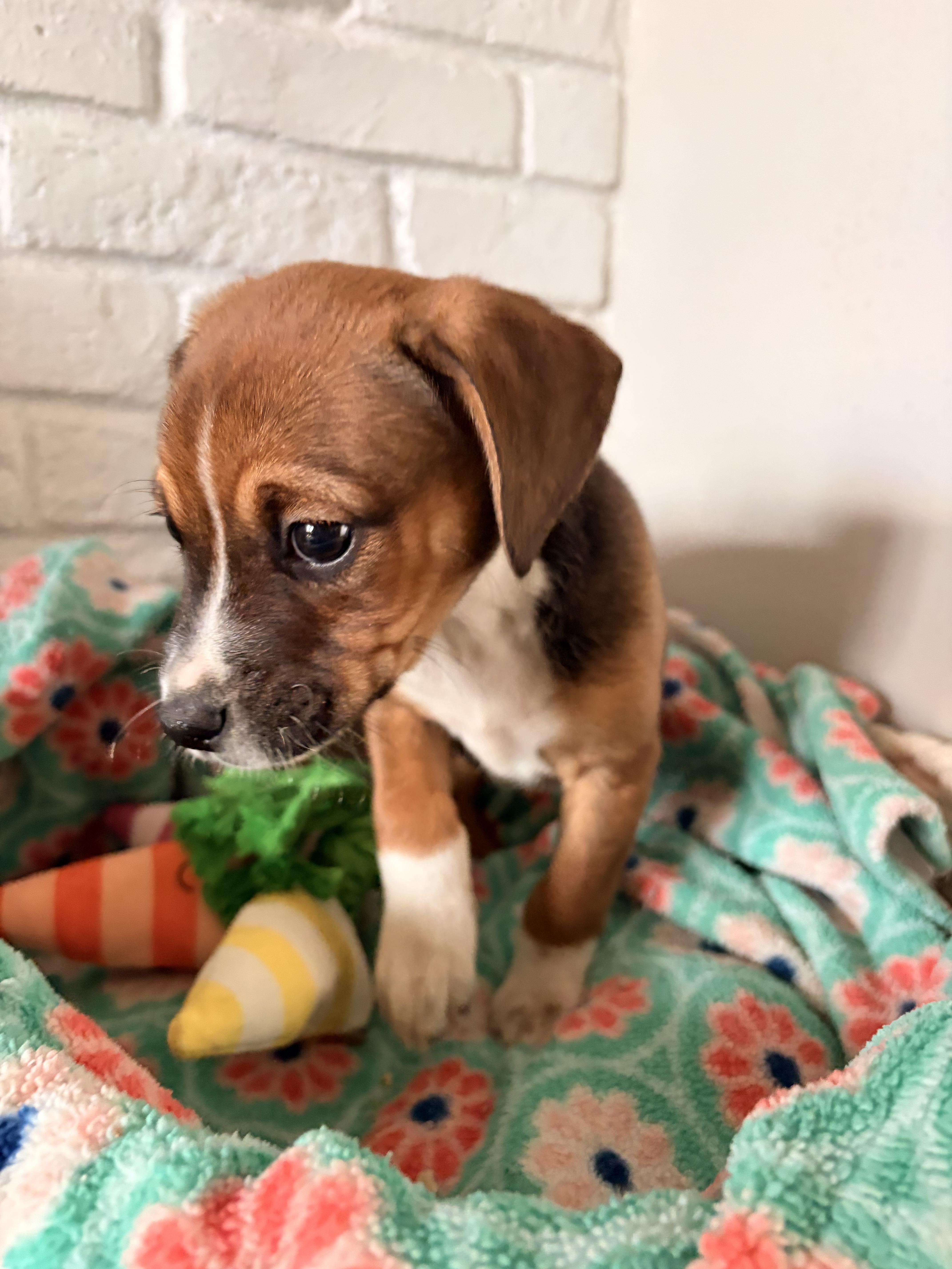 Enlarge Shiloh, a ADOPTABLE mixed breed in Byron, IL image 5/6