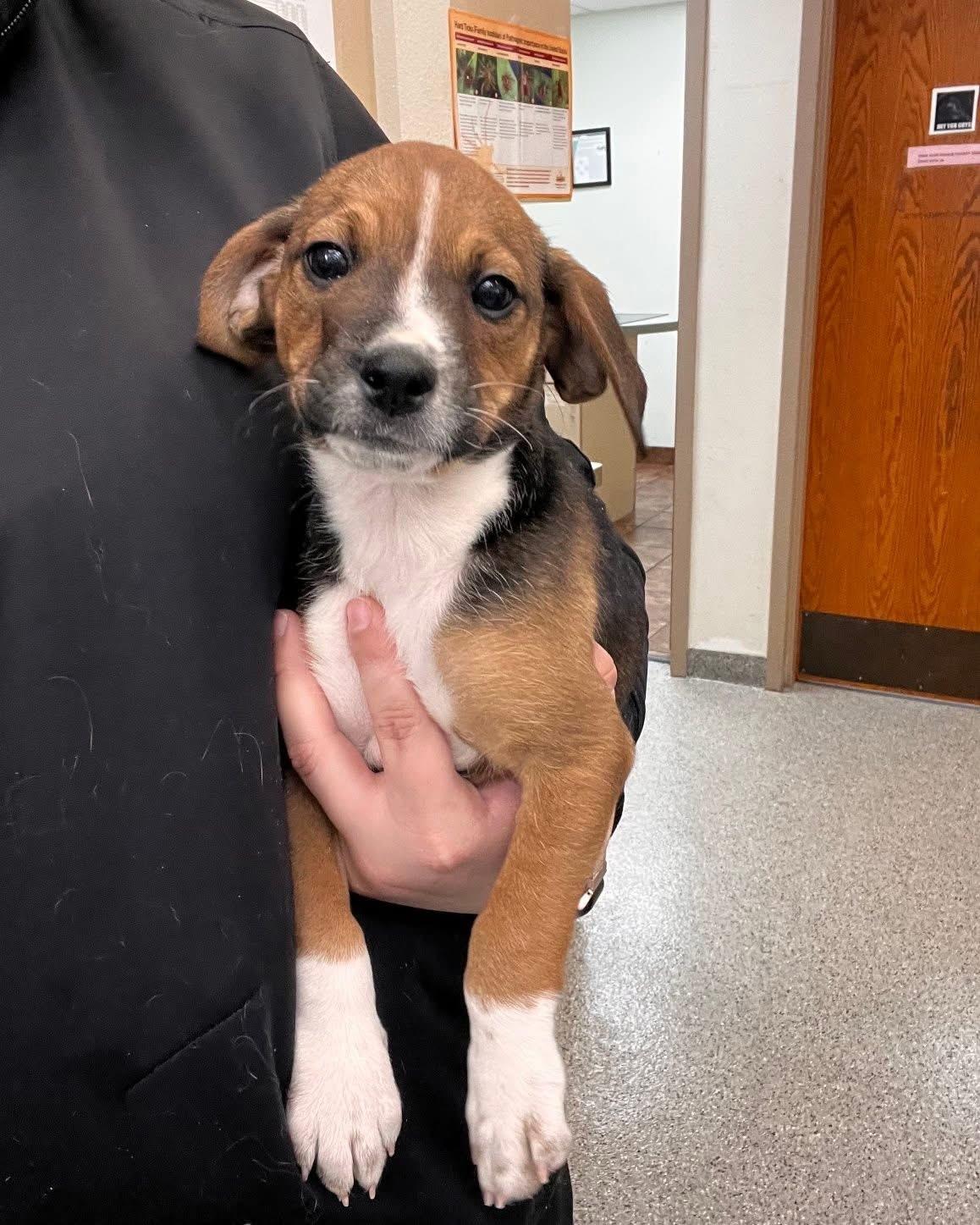 Enlarge Shiloh, a ADOPTABLE mixed breed in Byron, IL image 1/6