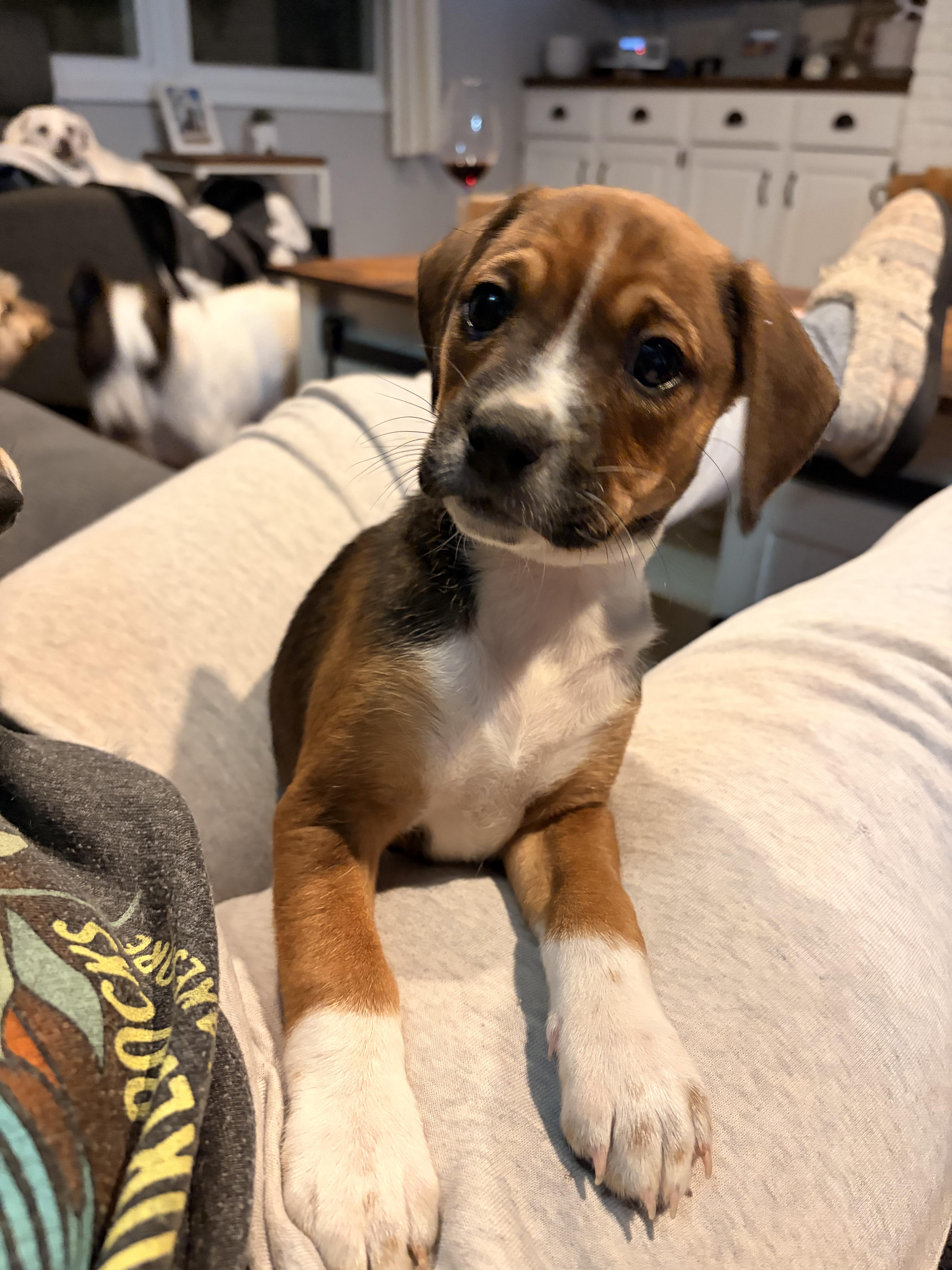 Enlarge Shiloh, a ADOPTABLE mixed breed in Byron, IL image 4/6