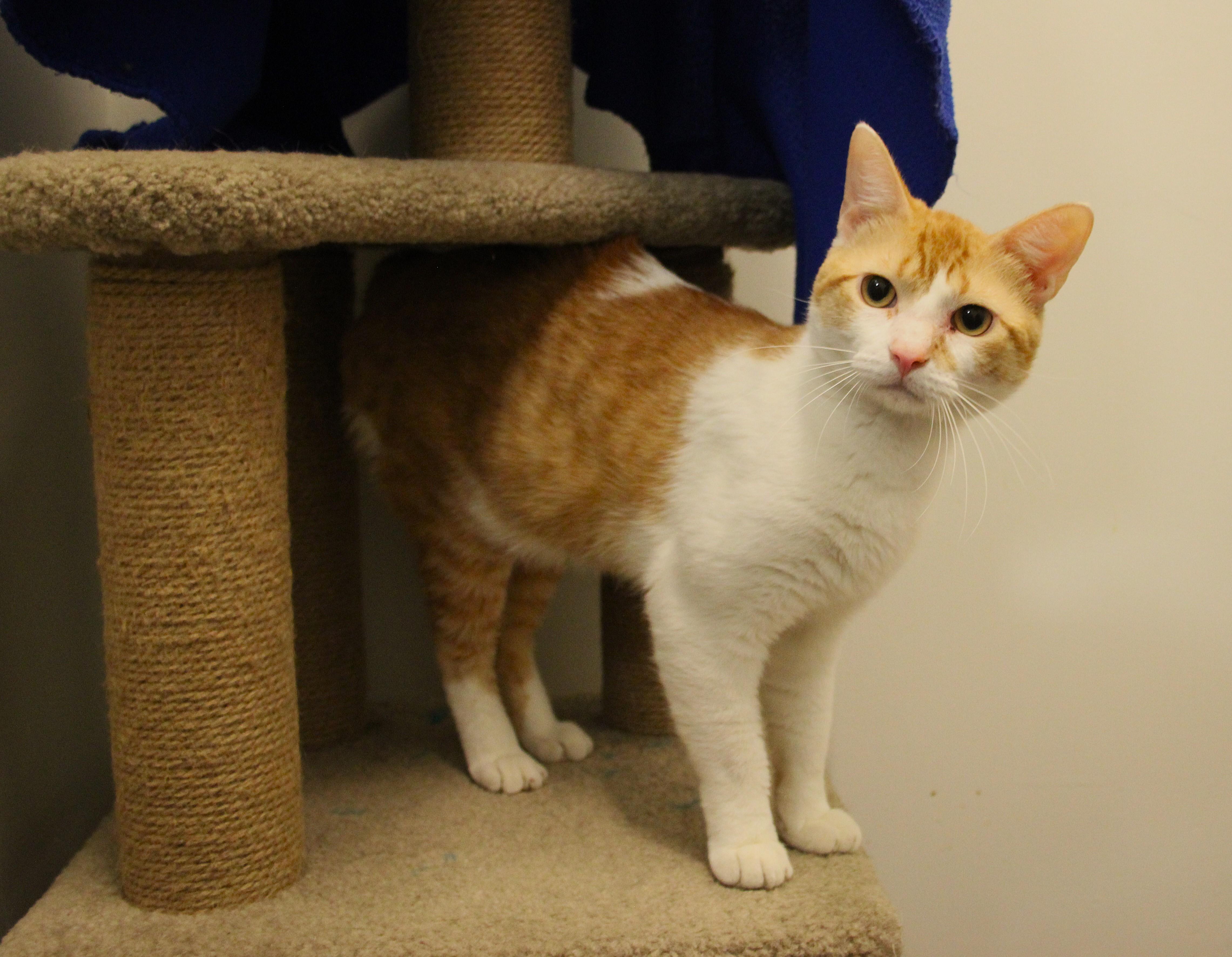 Enlarge Patrick, a Adoptable Domestic Short Hair in Allen, TX image 1/6