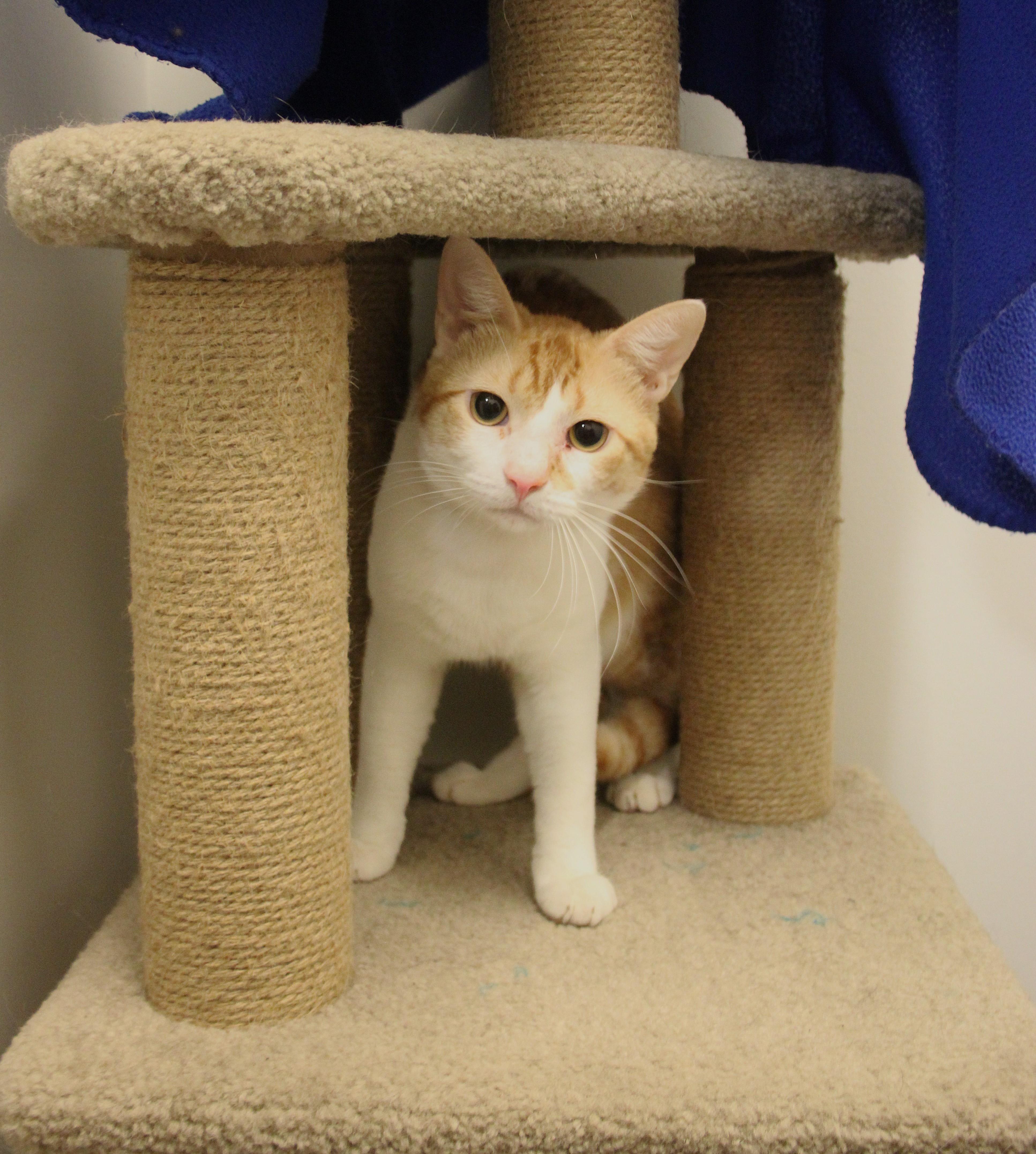 Enlarge Patrick, a Adoptable Domestic Short Hair in Allen, TX image 3/6