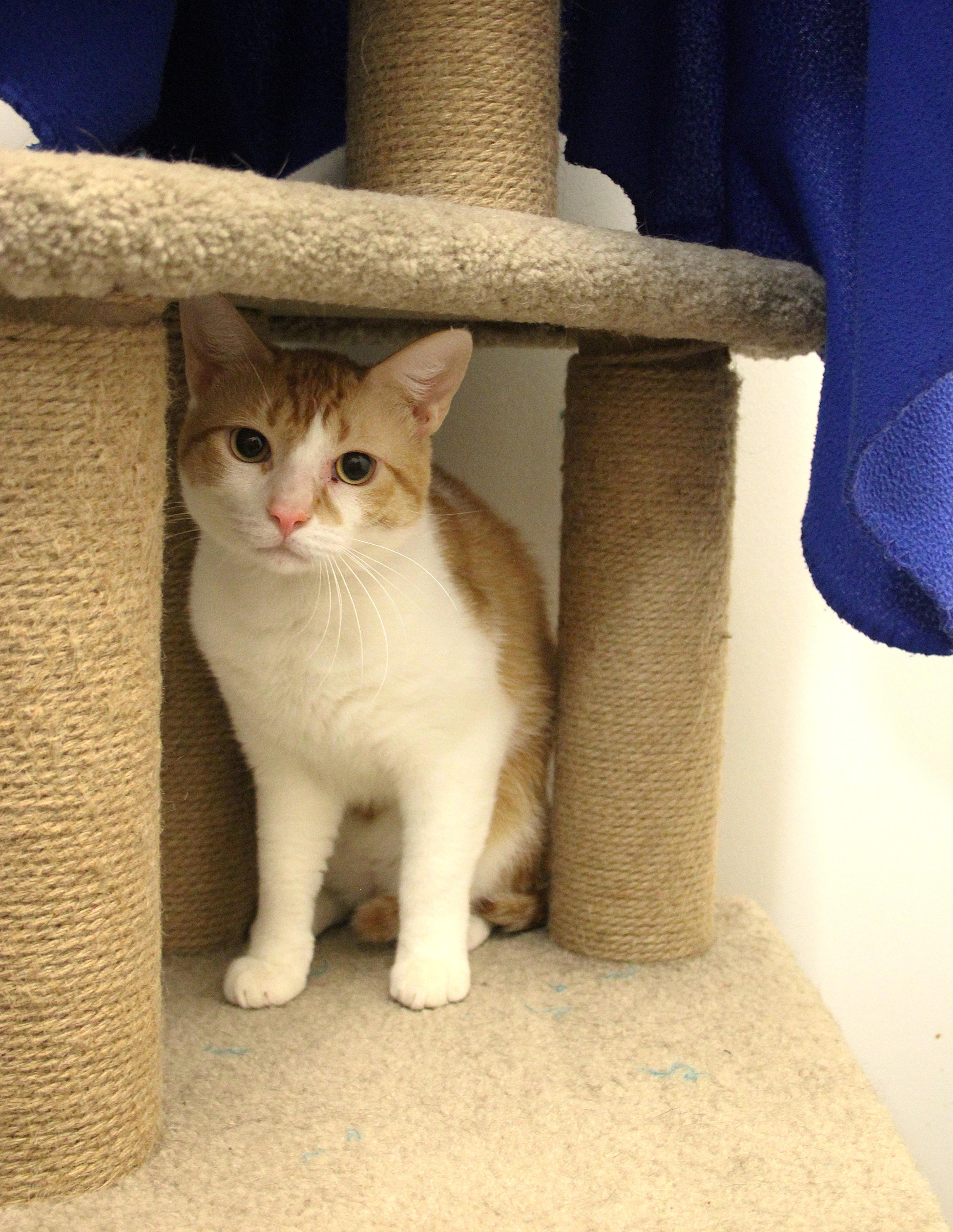 Enlarge Patrick, a Adoptable Domestic Short Hair in Allen, TX image 2/6