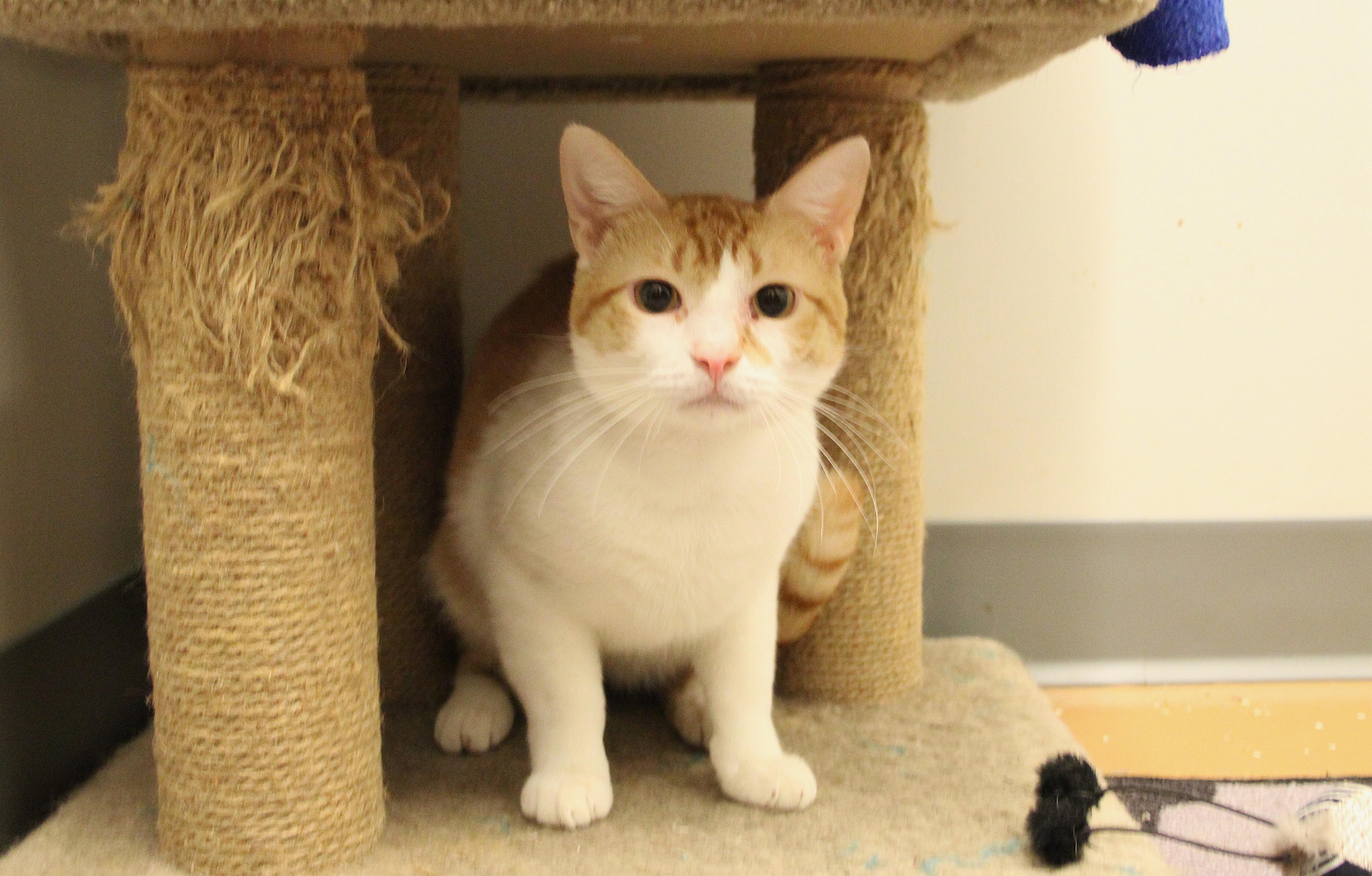 Enlarge Patrick, a Adoptable Domestic Short Hair in Allen, TX image 4/6