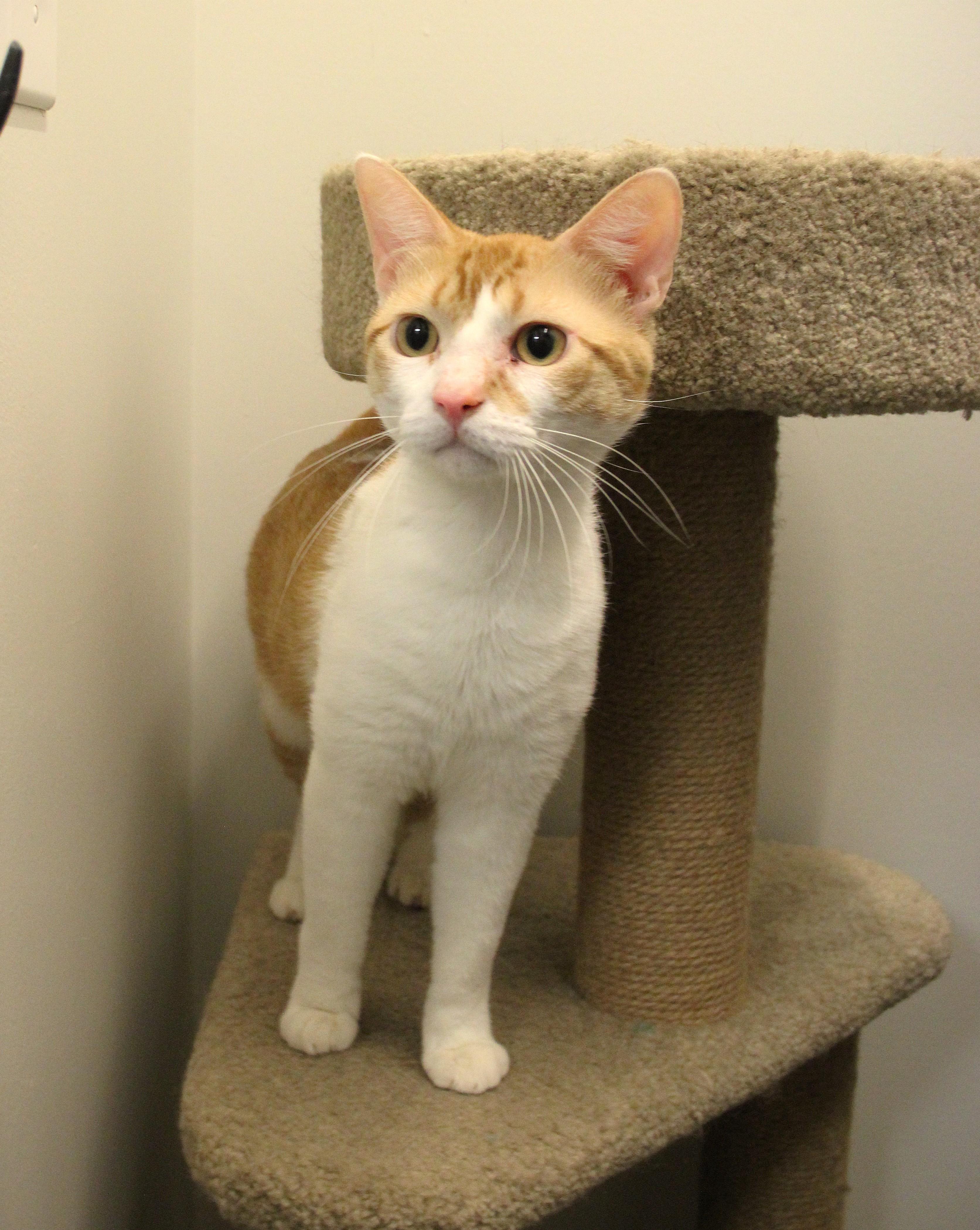 Enlarge Patrick, a Adoptable Domestic Short Hair in Allen, TX image 5/6