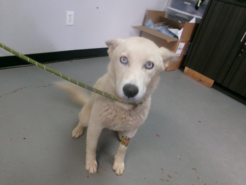 Ivory, Adoptable, Young Female Shepherd.