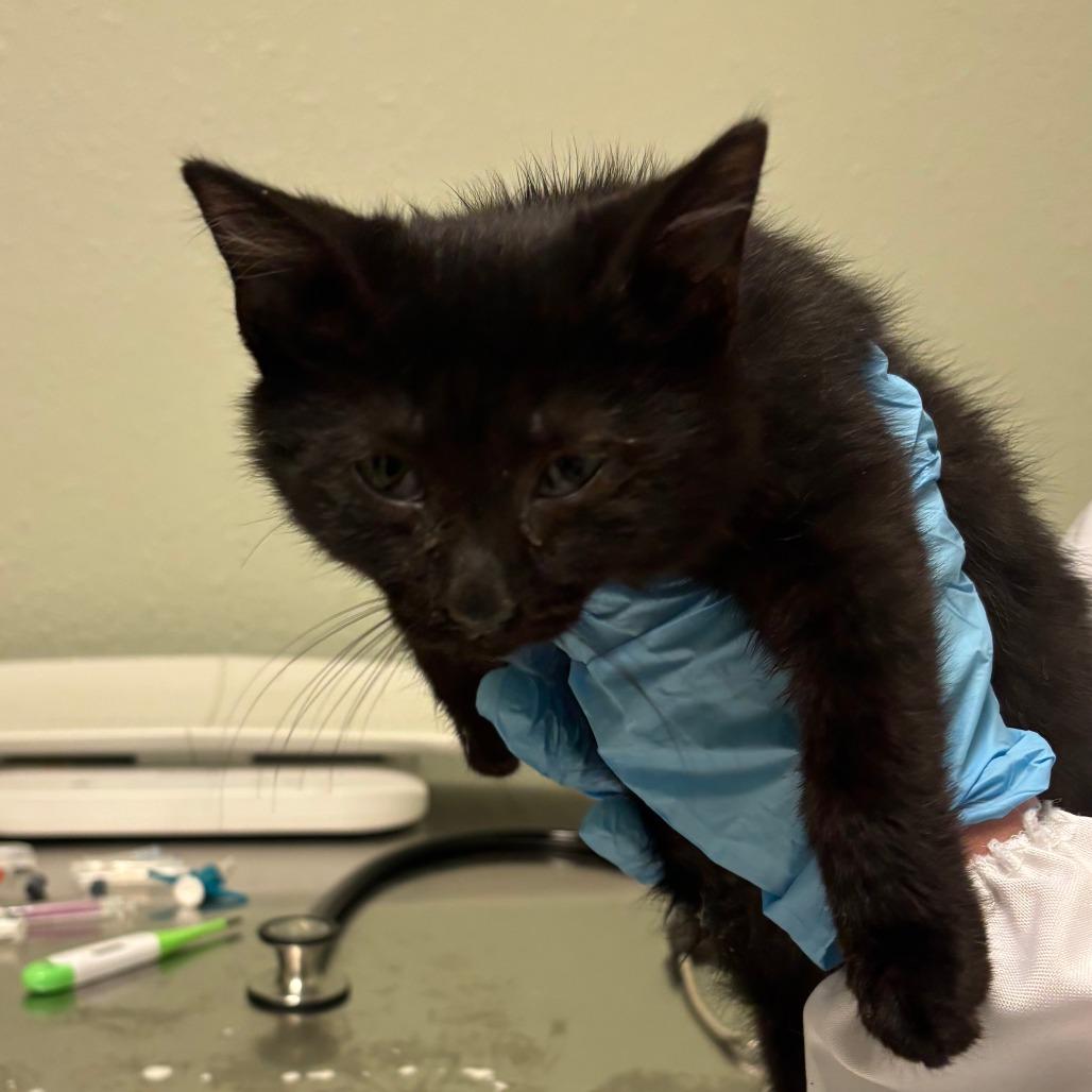 CatAloupe, Adoptable, Kitten Male Domestic Short Hair.