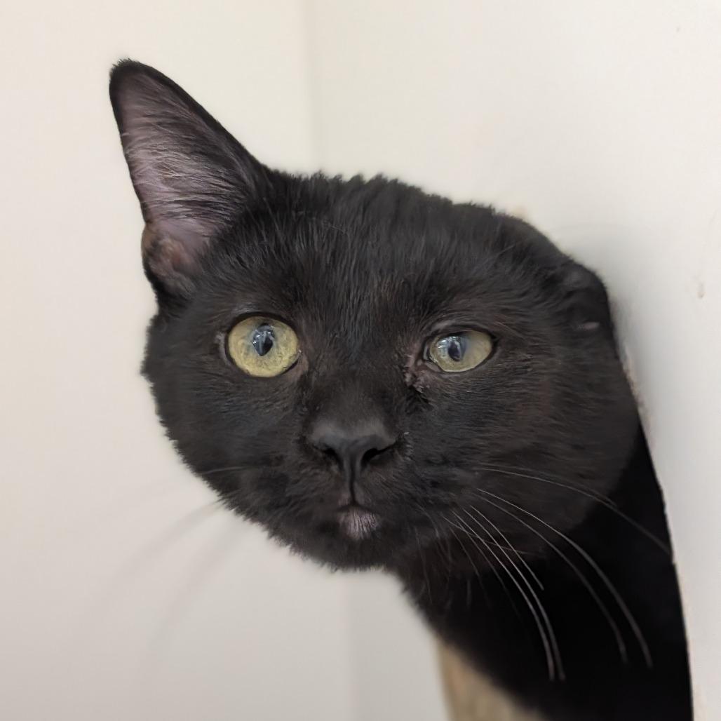 Enlarge CatAloupe, a Adoptable Domestic Short Hair in Jasper, IN image 2/4