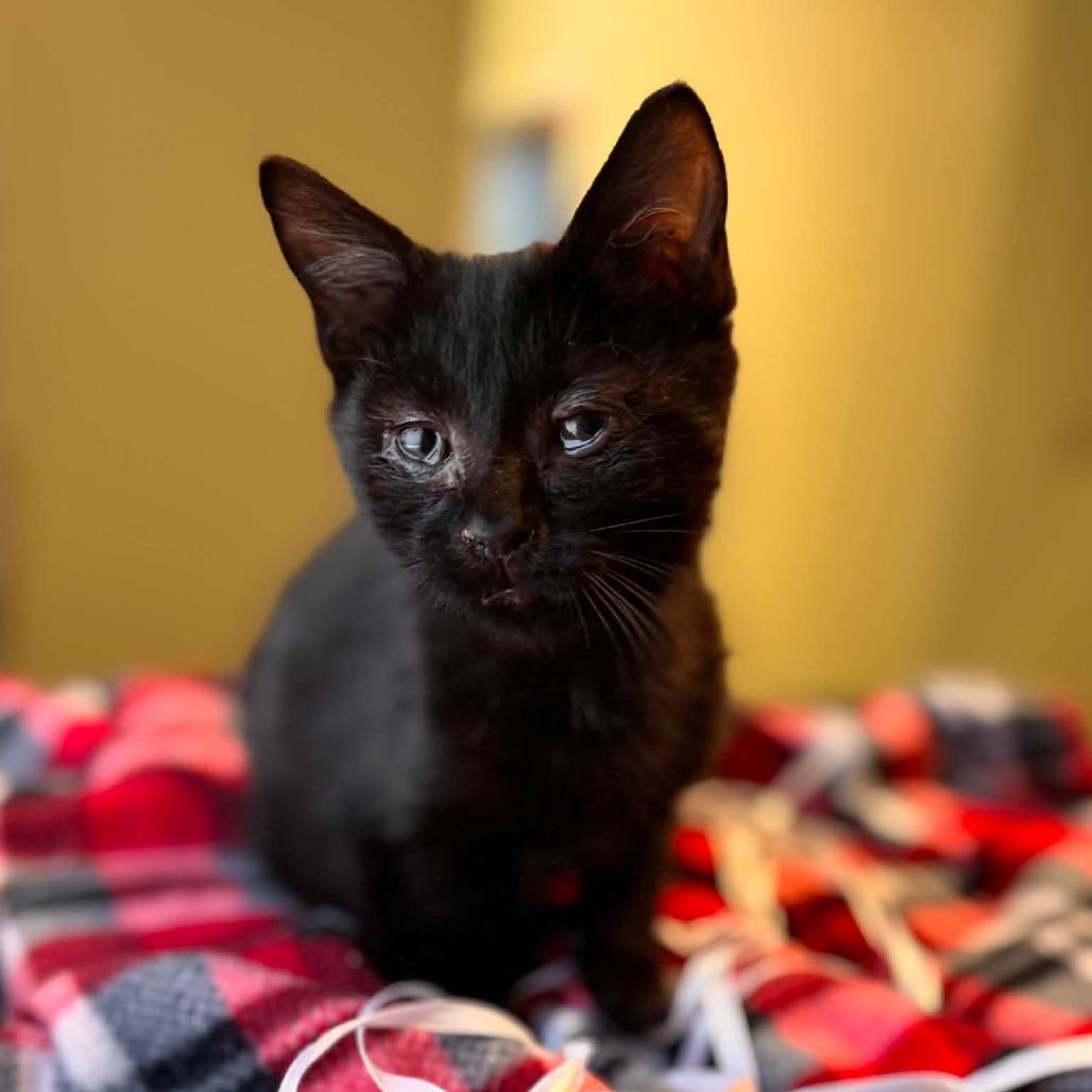 Enlarge CatAloupe, a Adoptable Domestic Short Hair in Jasper, IN image 3/4