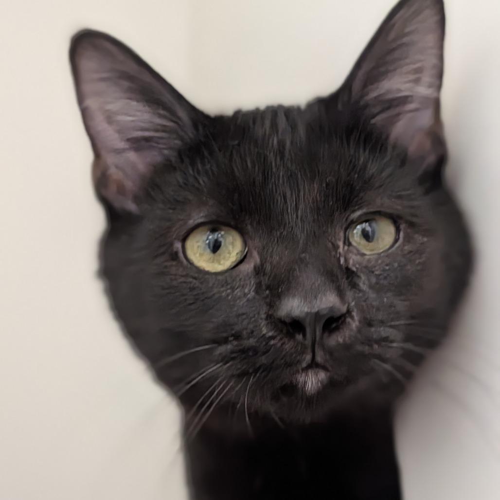 Enlarge CatAloupe, a Adoptable Domestic Short Hair in Jasper, IN image 4/4