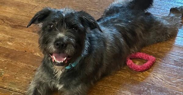 Xena (was Bacuri), Adoptable, Adult Female Poodle & Schnauzer.