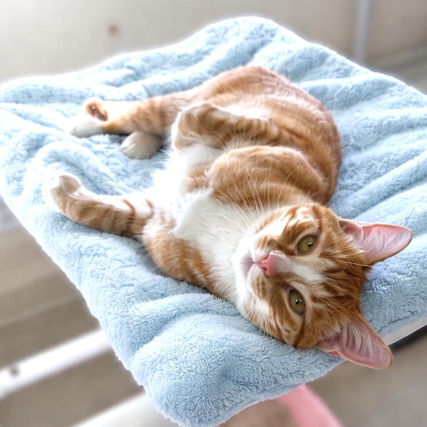 Enlarge Sunkist, a ADOPTABLE mixed breed in Long Beach, WA image 4/4