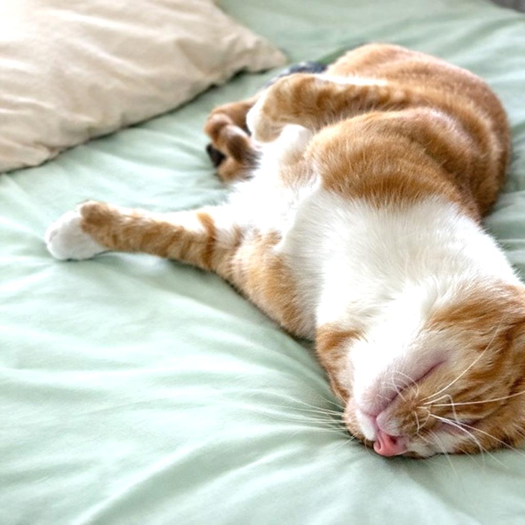 Enlarge Sunkist, a ADOPTABLE mixed breed in Long Beach, WA image 2/4