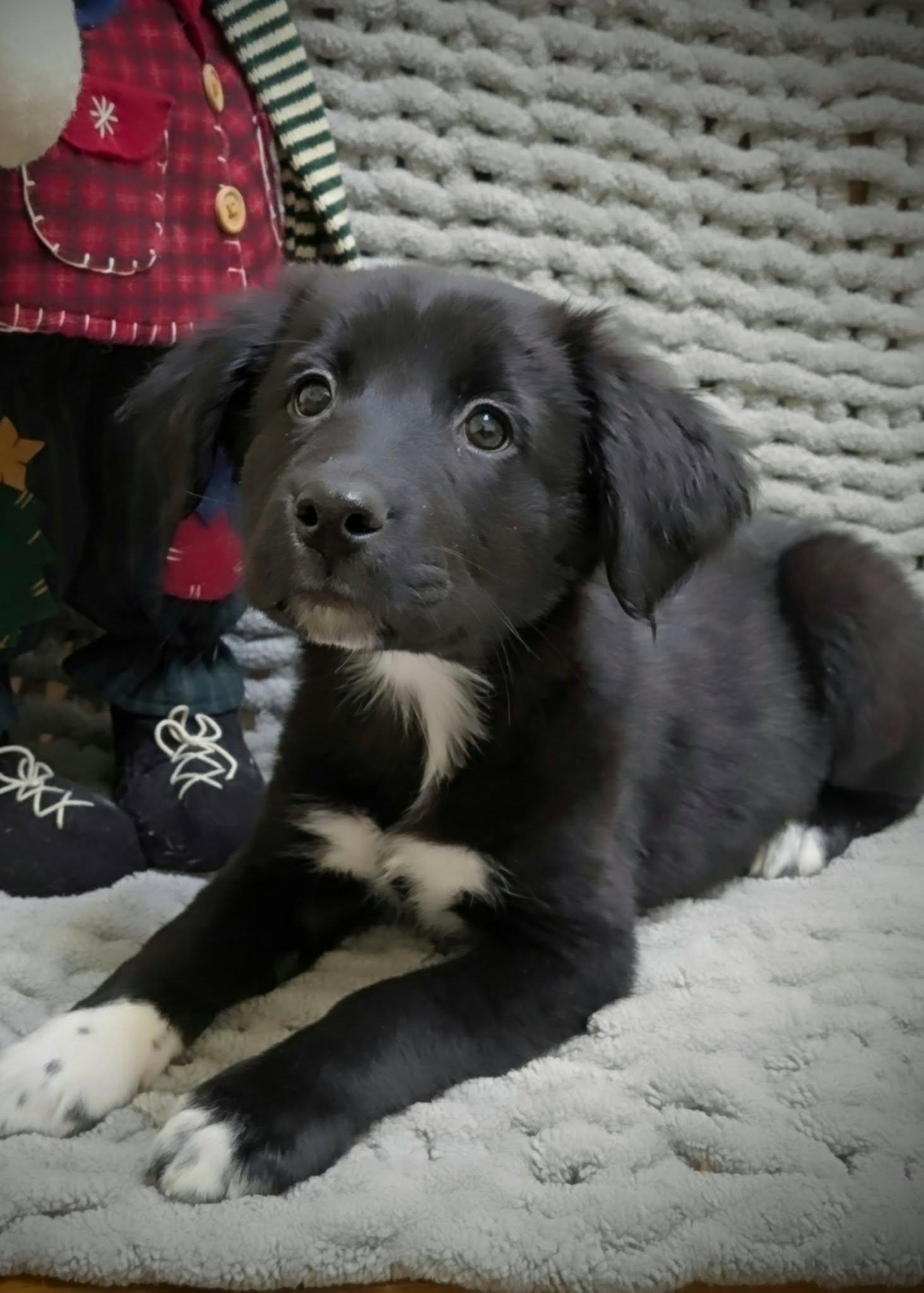 Rosy, adopted, Puppy Female Mixed Breed.