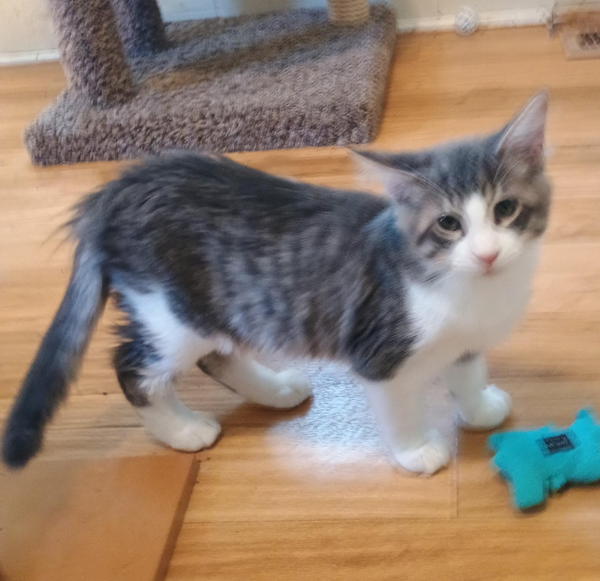 Cupcake - gentle & cuddly