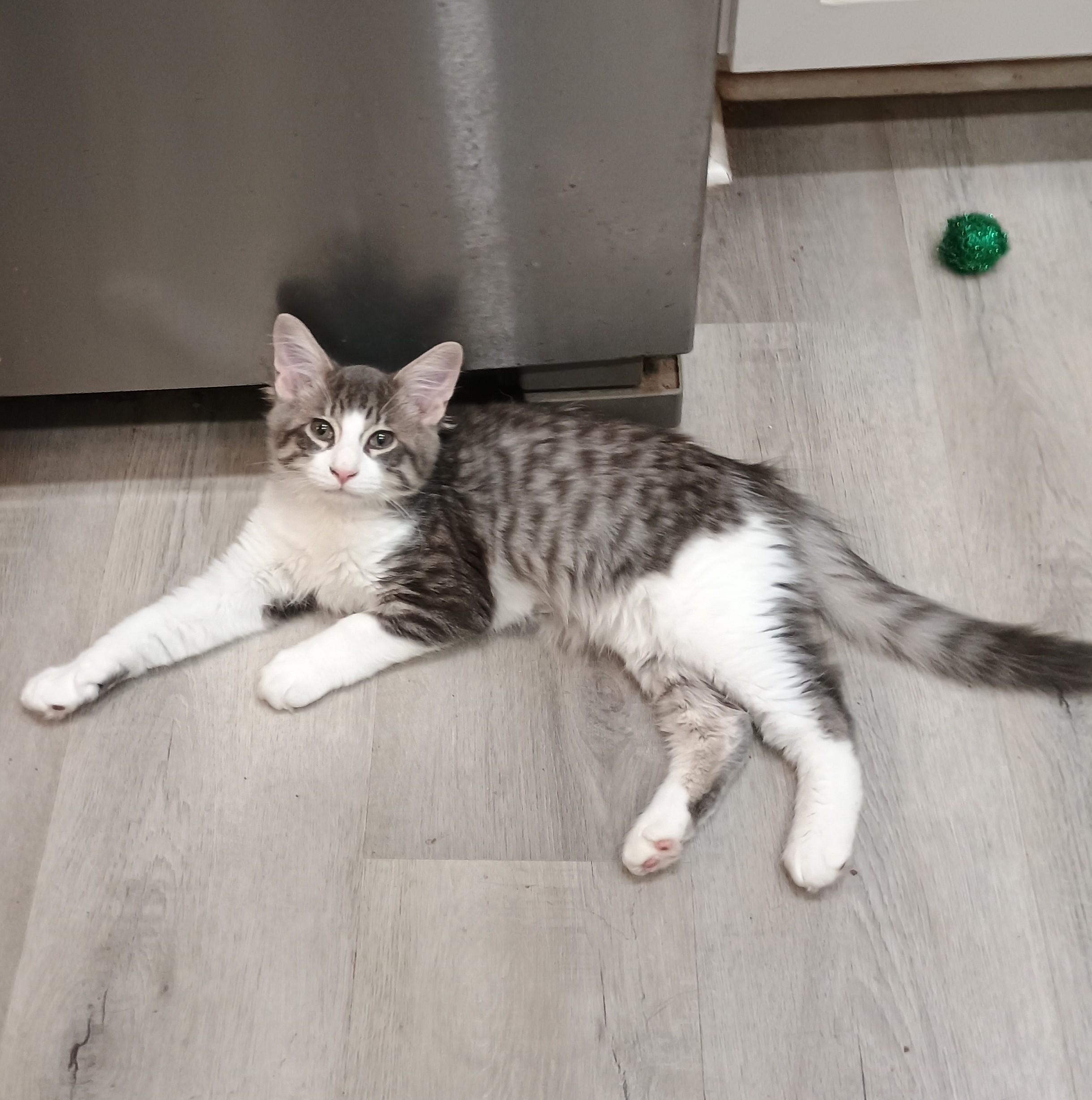 Cupcake - gentle & cuddly