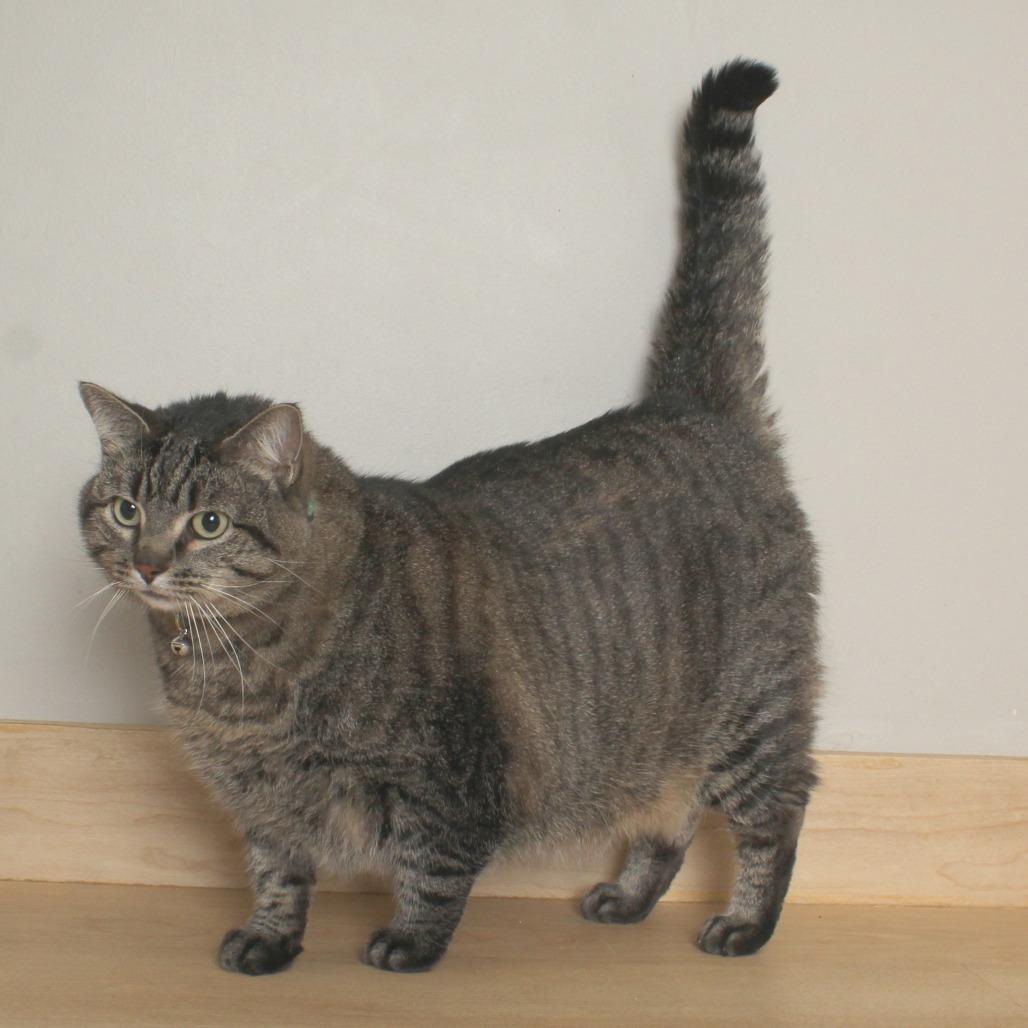 Doo C68340, Adoptable, Adult Female Domestic Short Hair.