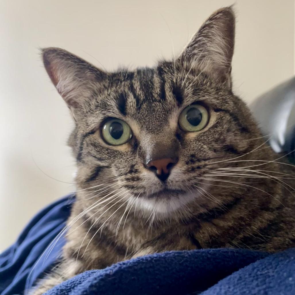 Enlarge Doo C68340, a Adoptable Domestic Short Hair in Minnetonka, MN image 1/5