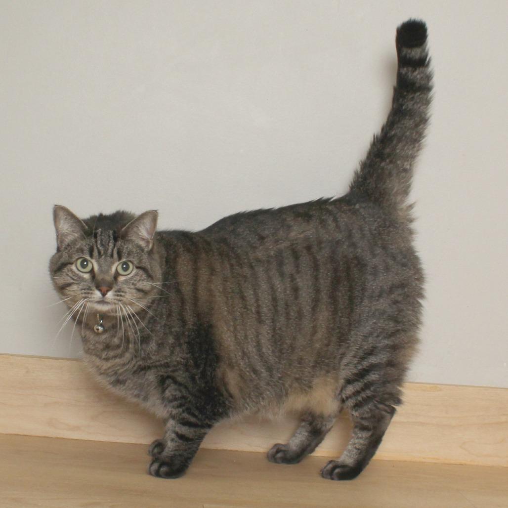 Enlarge Doo C68340, a Adoptable Domestic Short Hair in Minnetonka, MN image 2/5