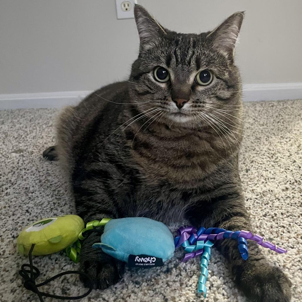 Enlarge Doo C68340, a Adoptable Domestic Short Hair in Minnetonka, MN image 3/5