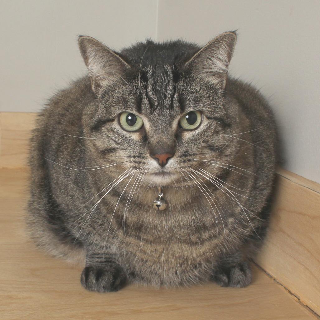 Enlarge Doo C68340, a Adoptable Domestic Short Hair in Minnetonka, MN image 4/5