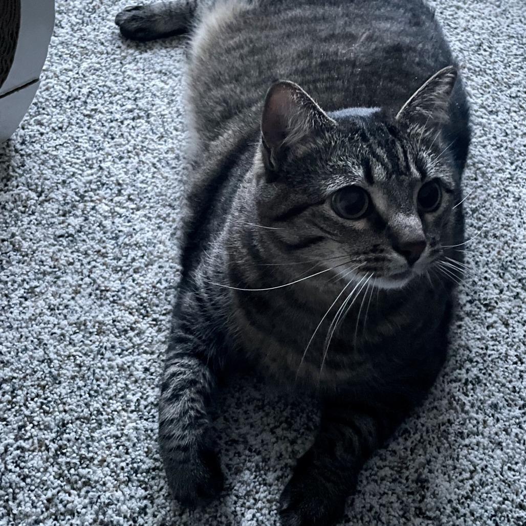 Enlarge Doo C68340, a Adoptable Domestic Short Hair in Minnetonka, MN image 5/5