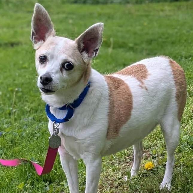 Enlarge Chloe, a Adoptable mixed breed in Shinnston, WV image 1/1