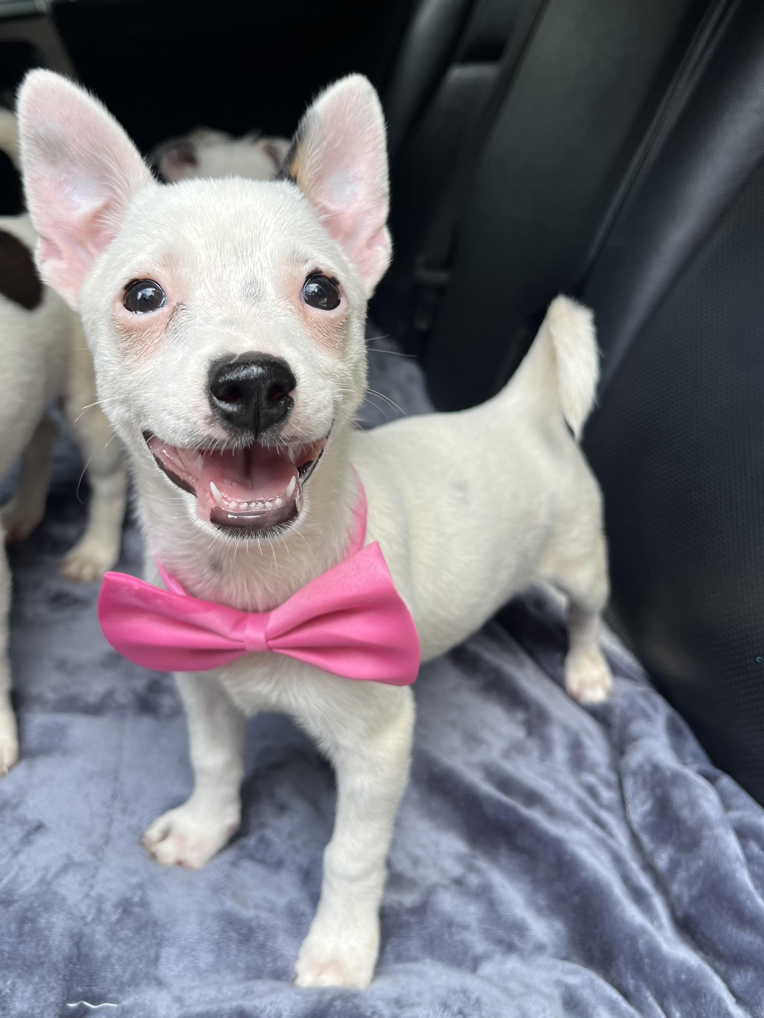 Enlarge Daisy, a Adoptable mixed breed in Charlotte , NC image 5/6