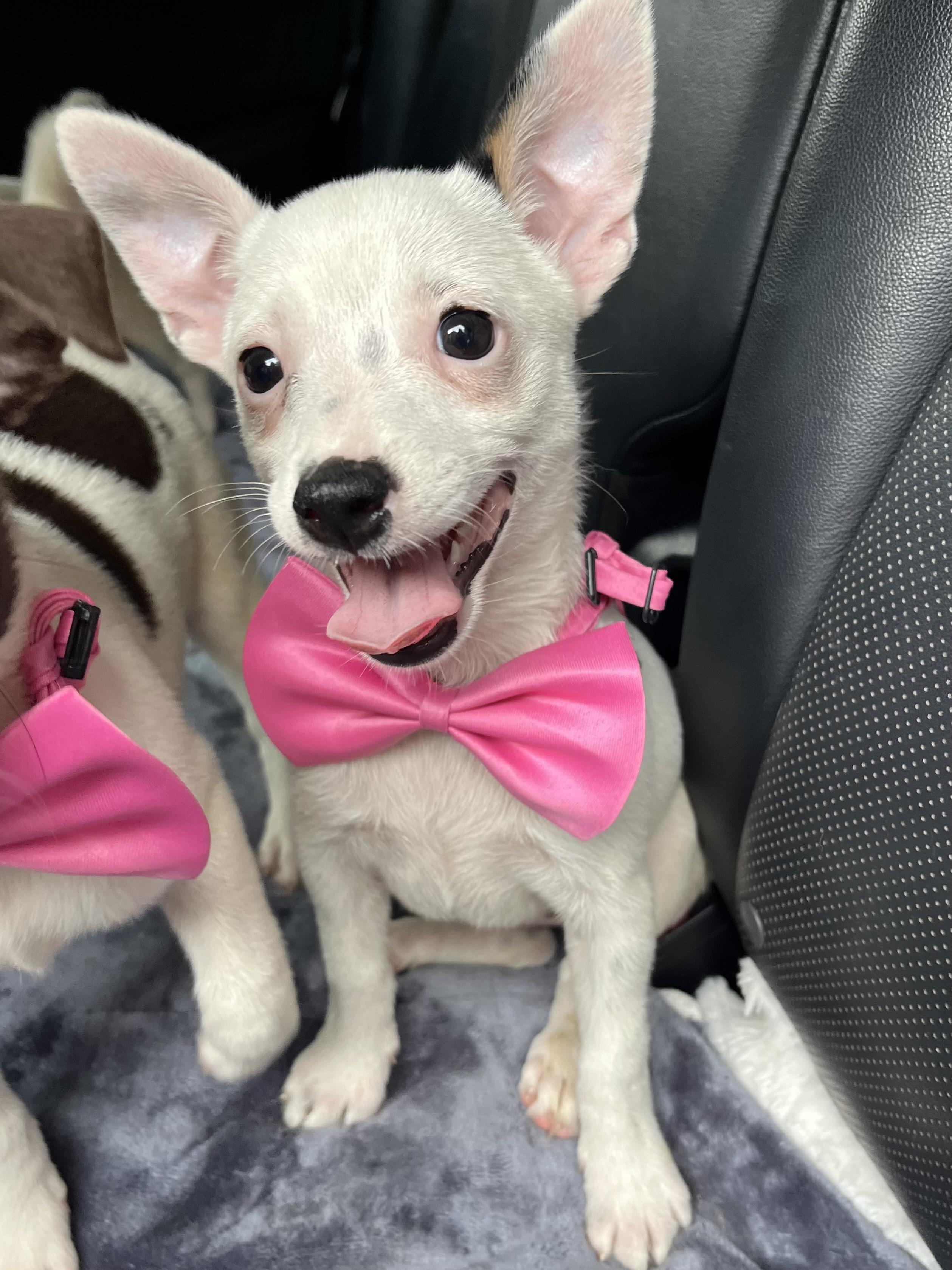 Enlarge Daisy, a Adoptable mixed breed in Charlotte , NC image 3/6