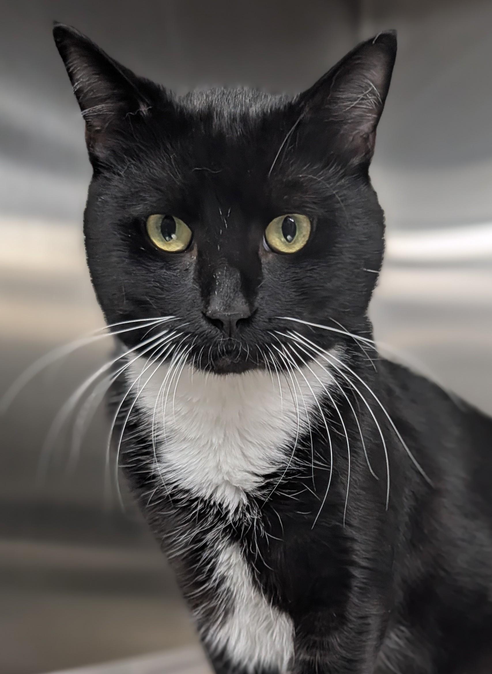 Enlarge Cal, an adopted mixed breed in Plainfield, NJ image 1/3