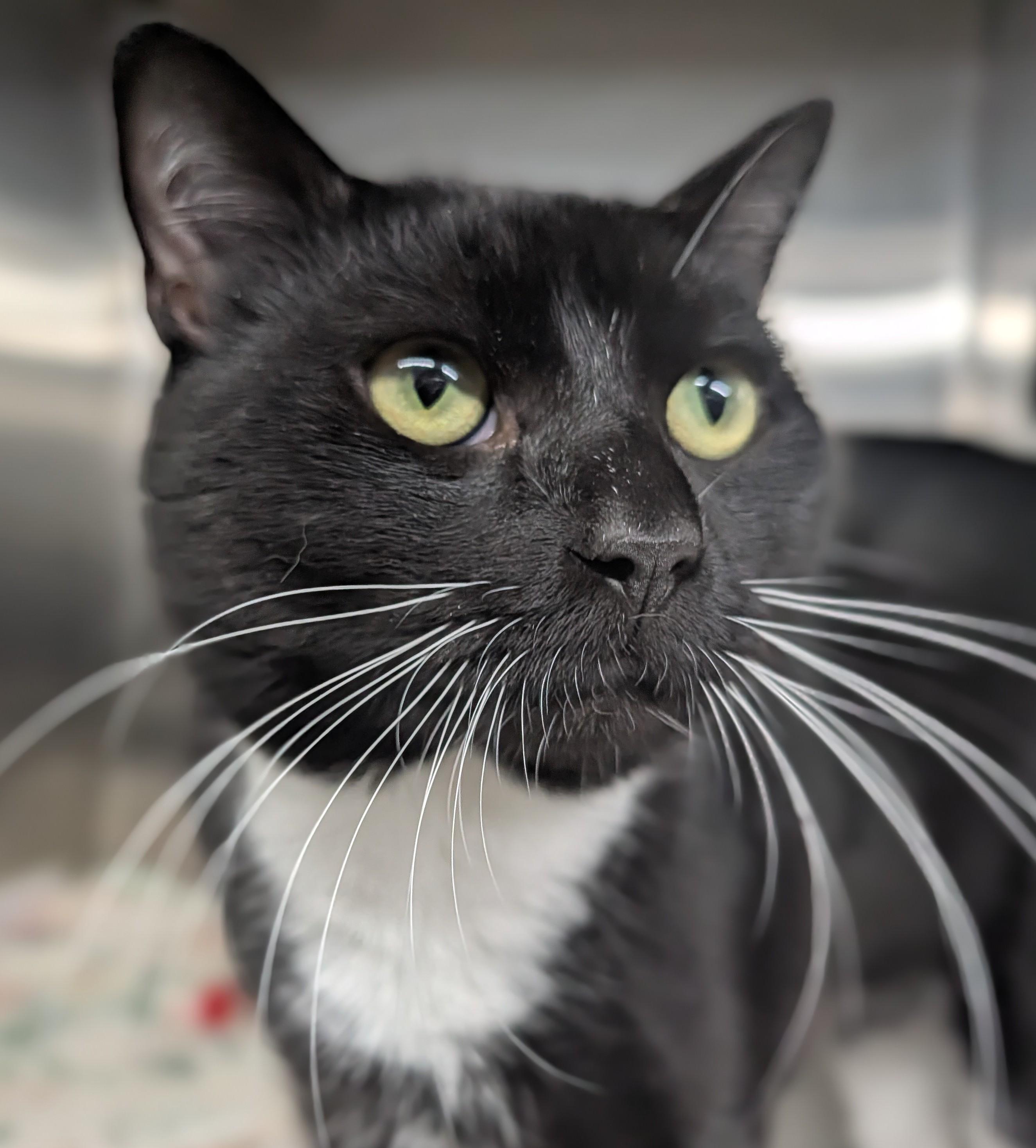 Enlarge Cal, an adopted mixed breed in Plainfield, NJ image 2/3