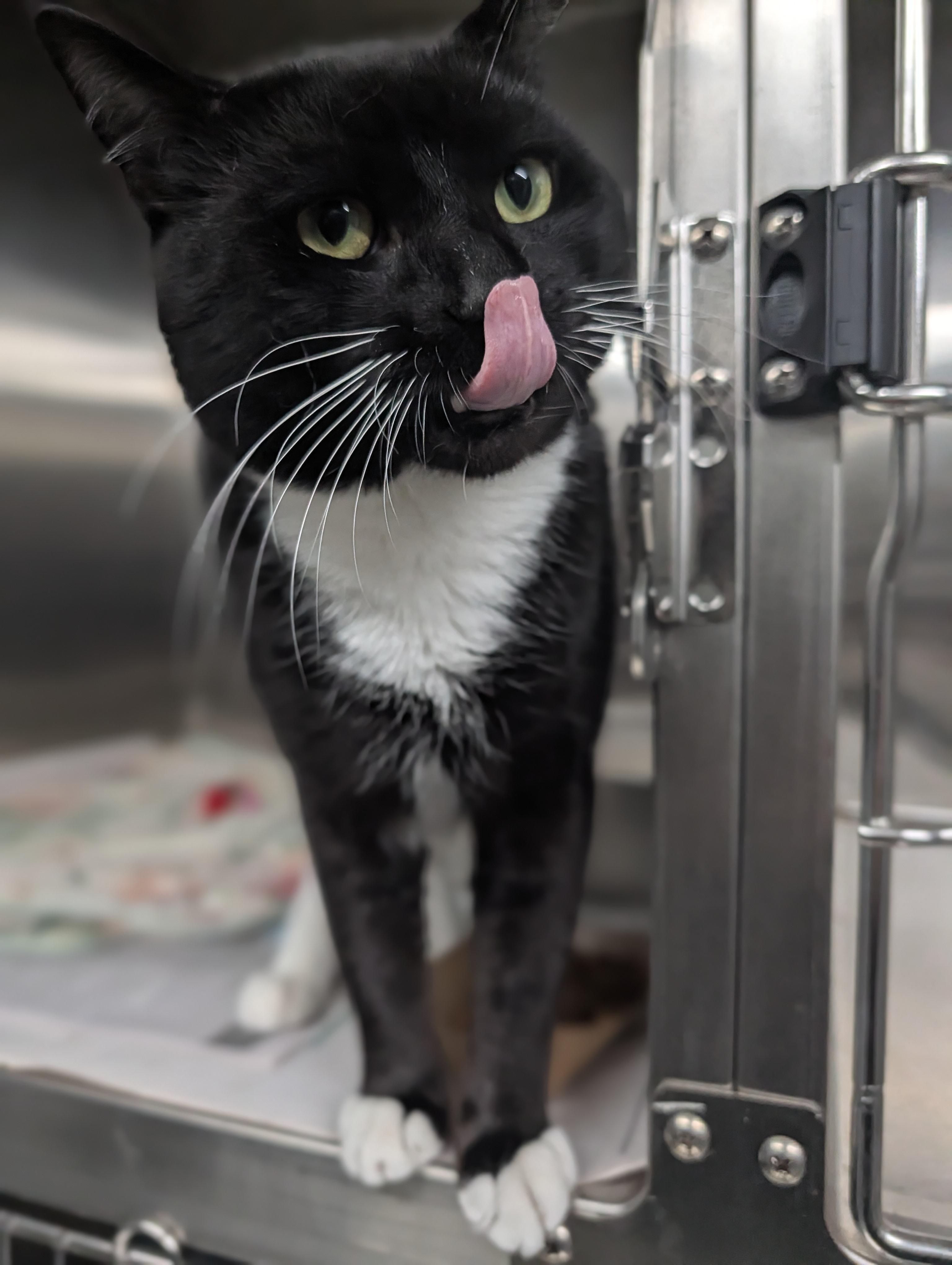 Enlarge Cal, an adopted mixed breed in Plainfield, NJ image 3/3